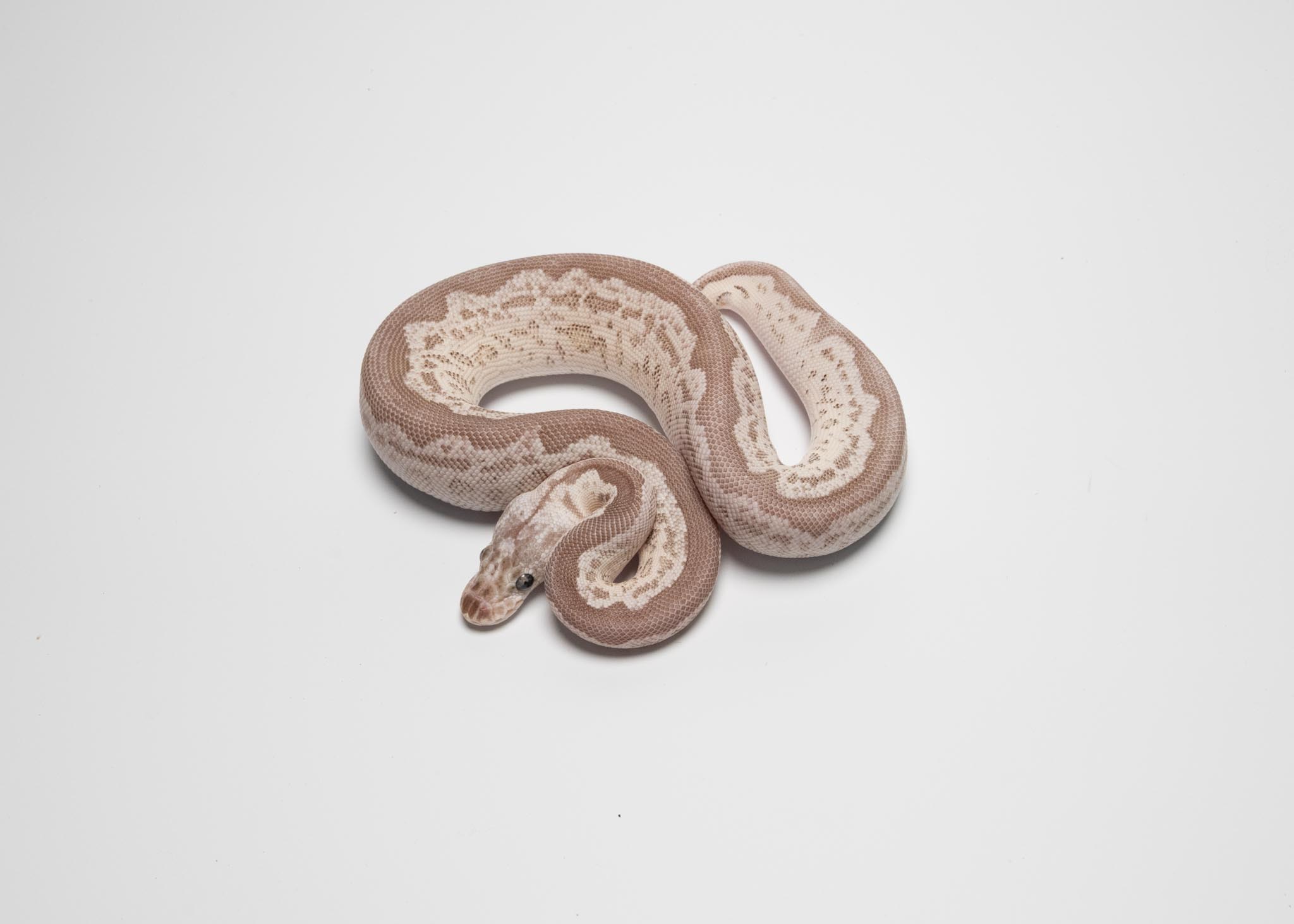 BlackPewter  leopard clown het lavender