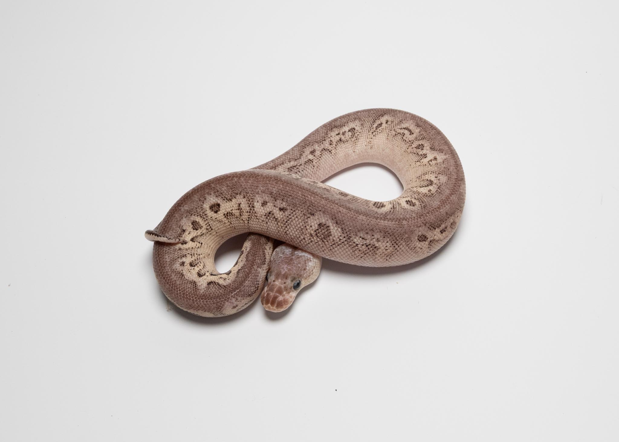 BlackPewter clown het lavender