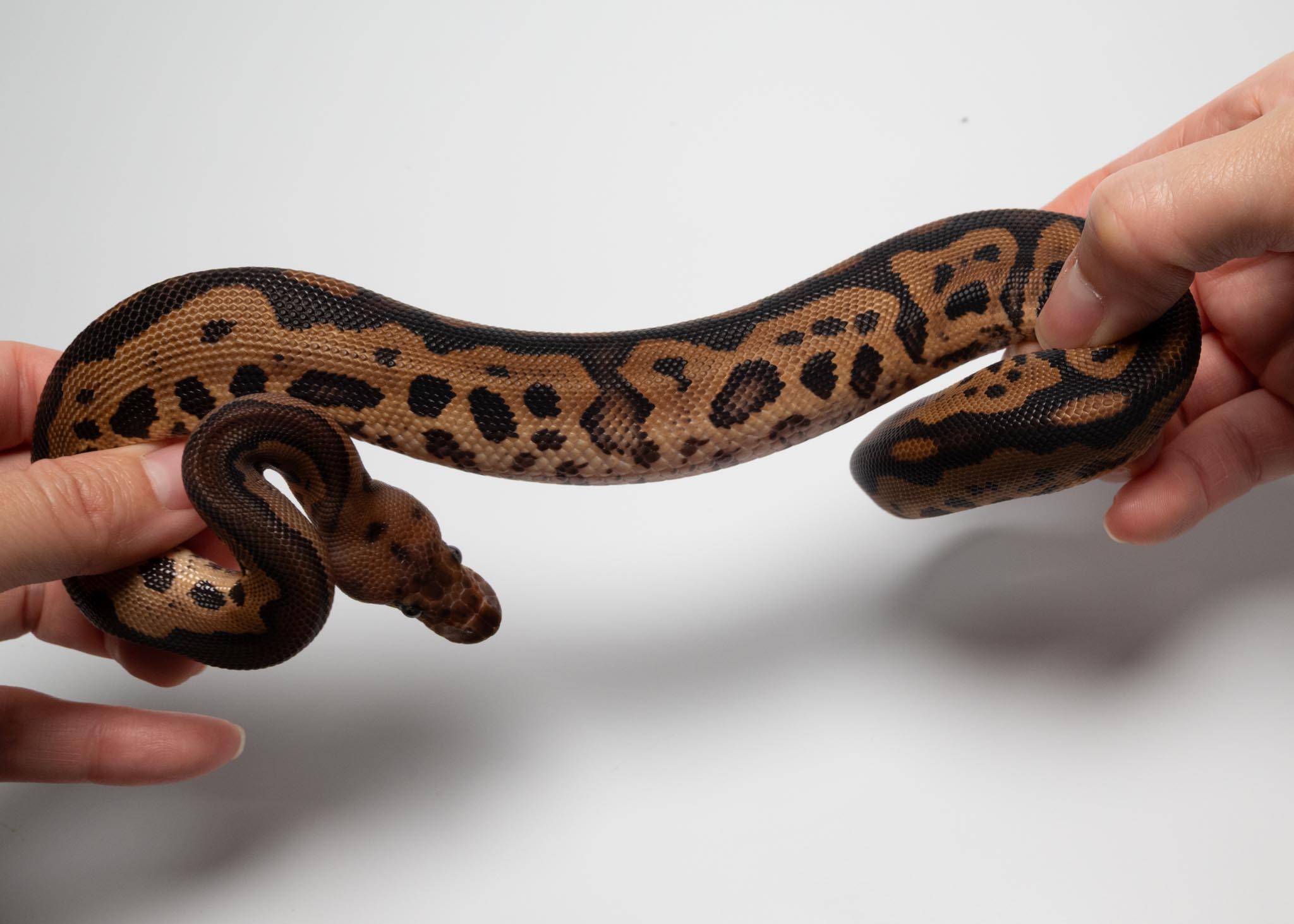 BP leopard clown het lavender 2