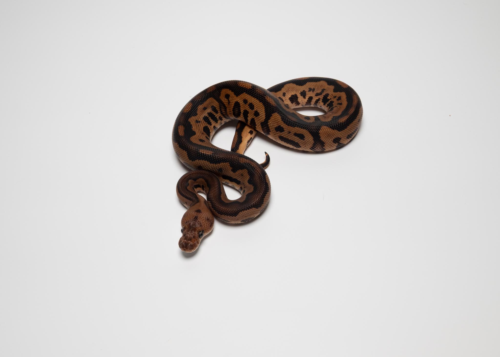 BP leopard clown het lavender