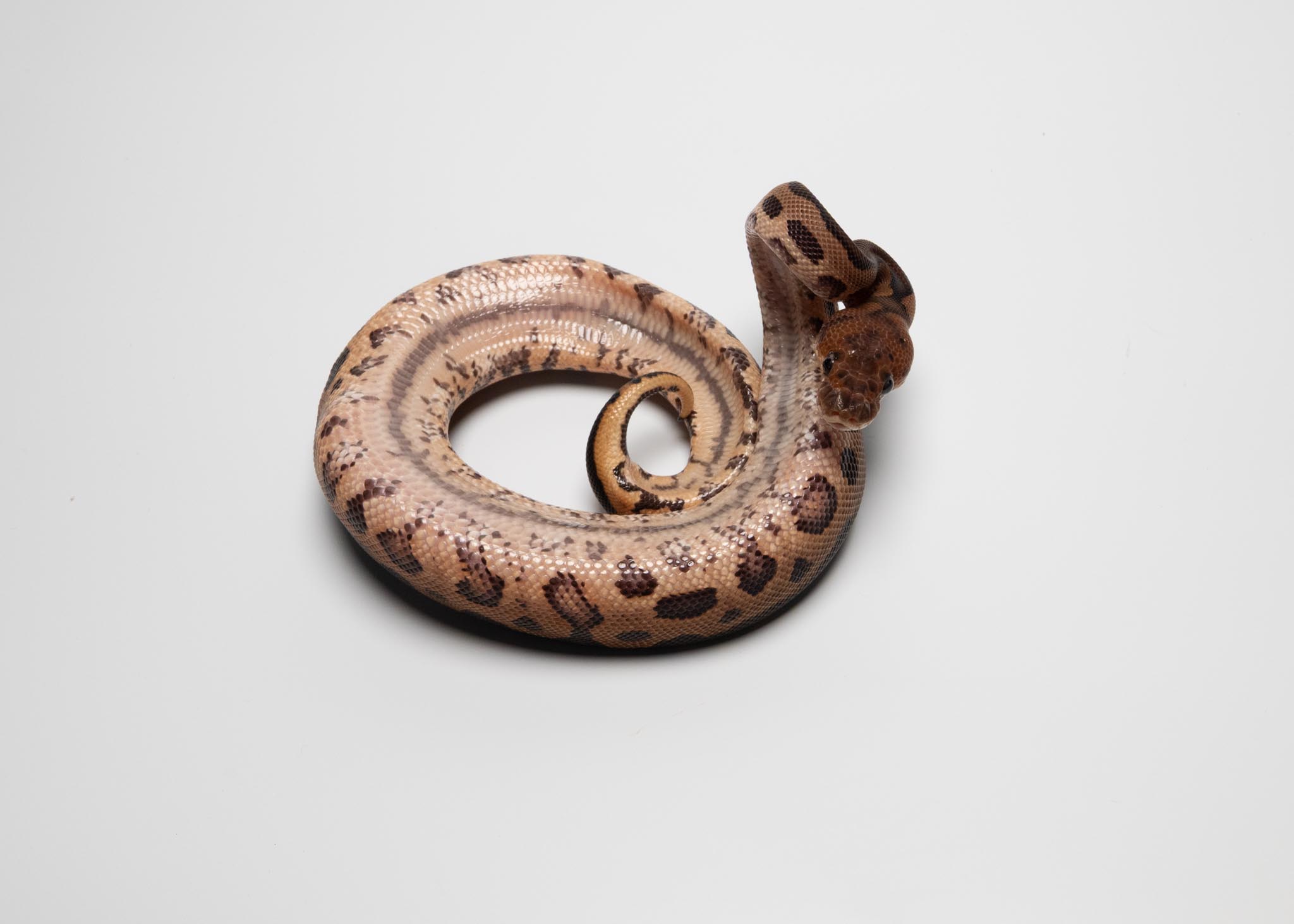 BP leopard clown het lavender 2