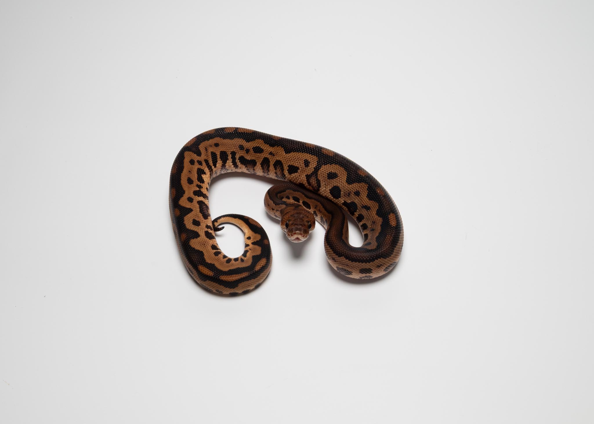 BP leopard clown het lavender