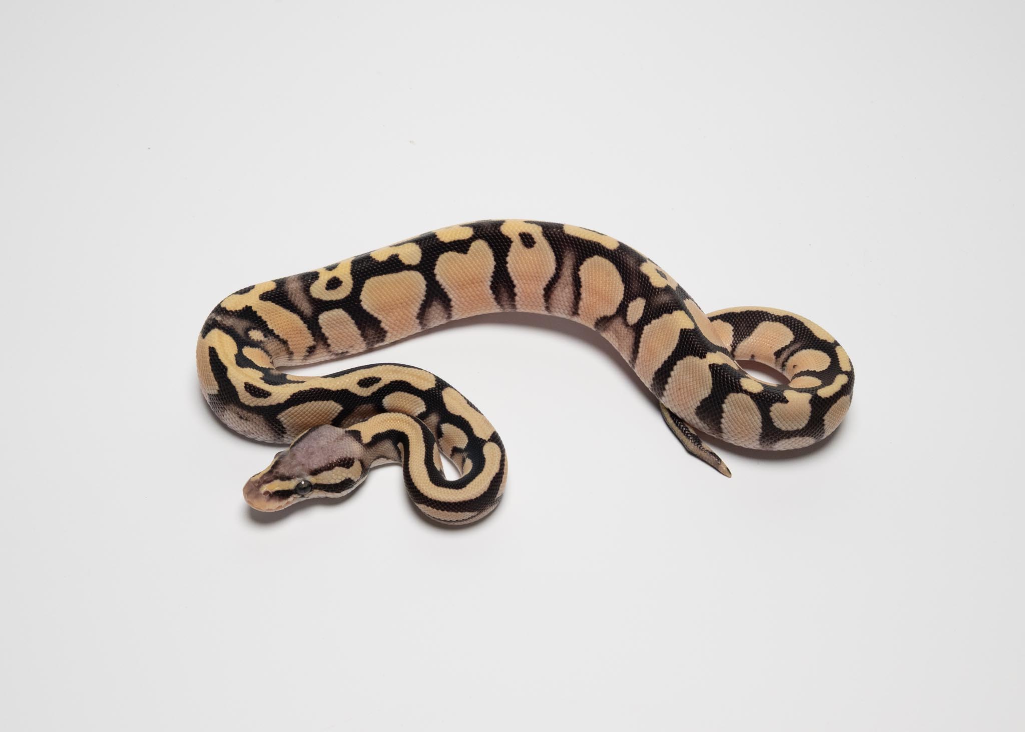 Pastel OD DG