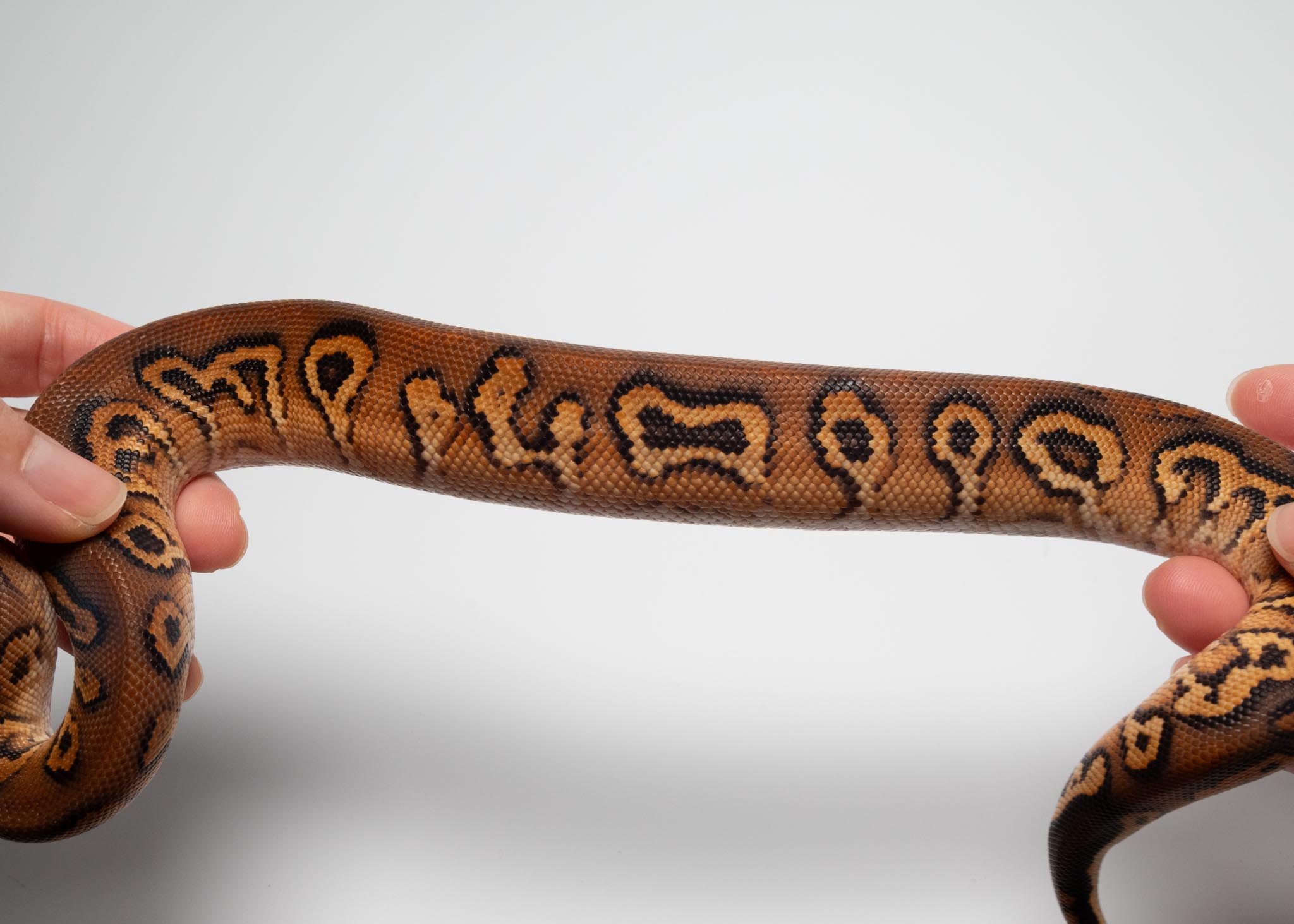 BP Hurricane YB poss RS Clown 2