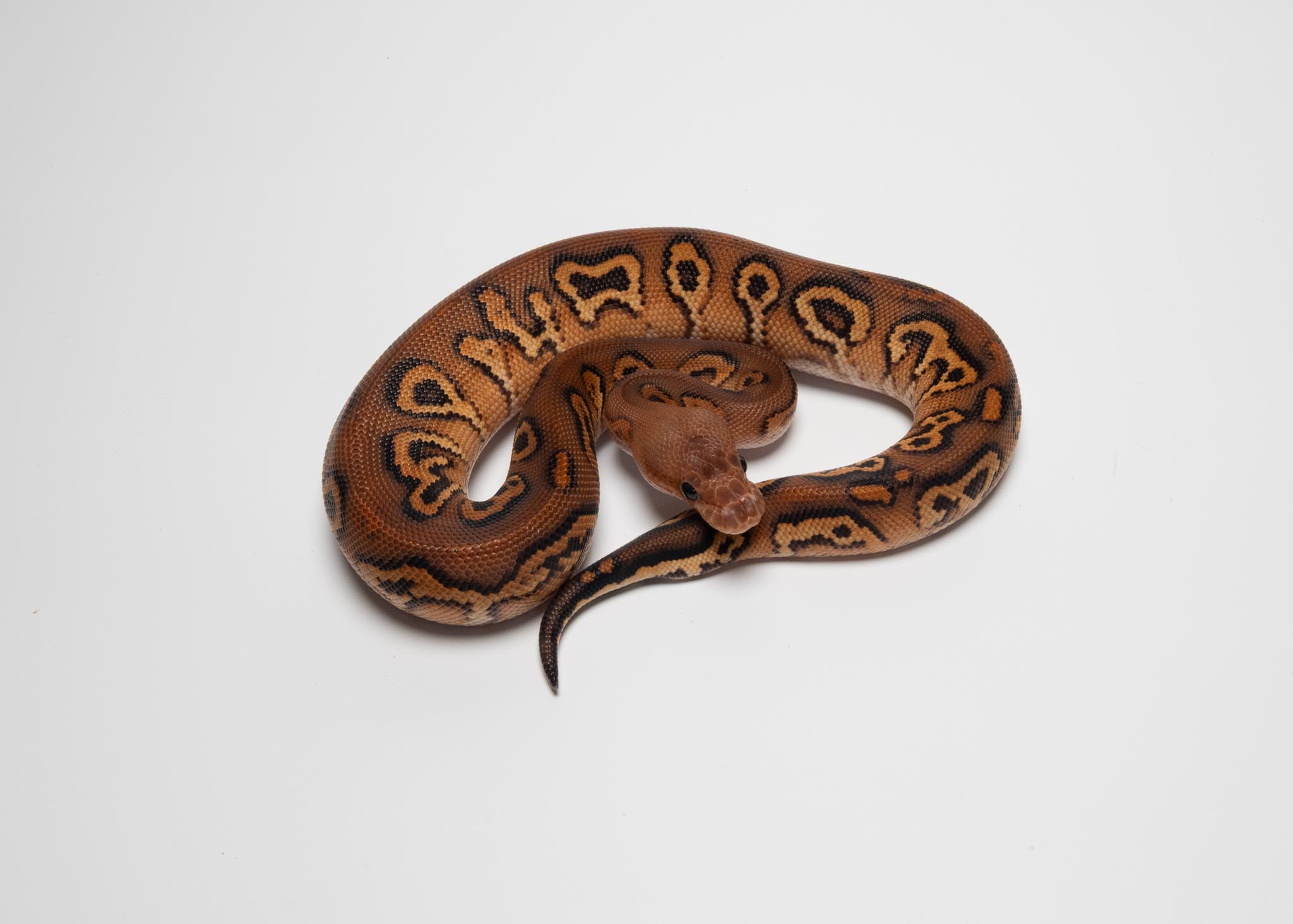 BP Hurricane YB poss RS Clown