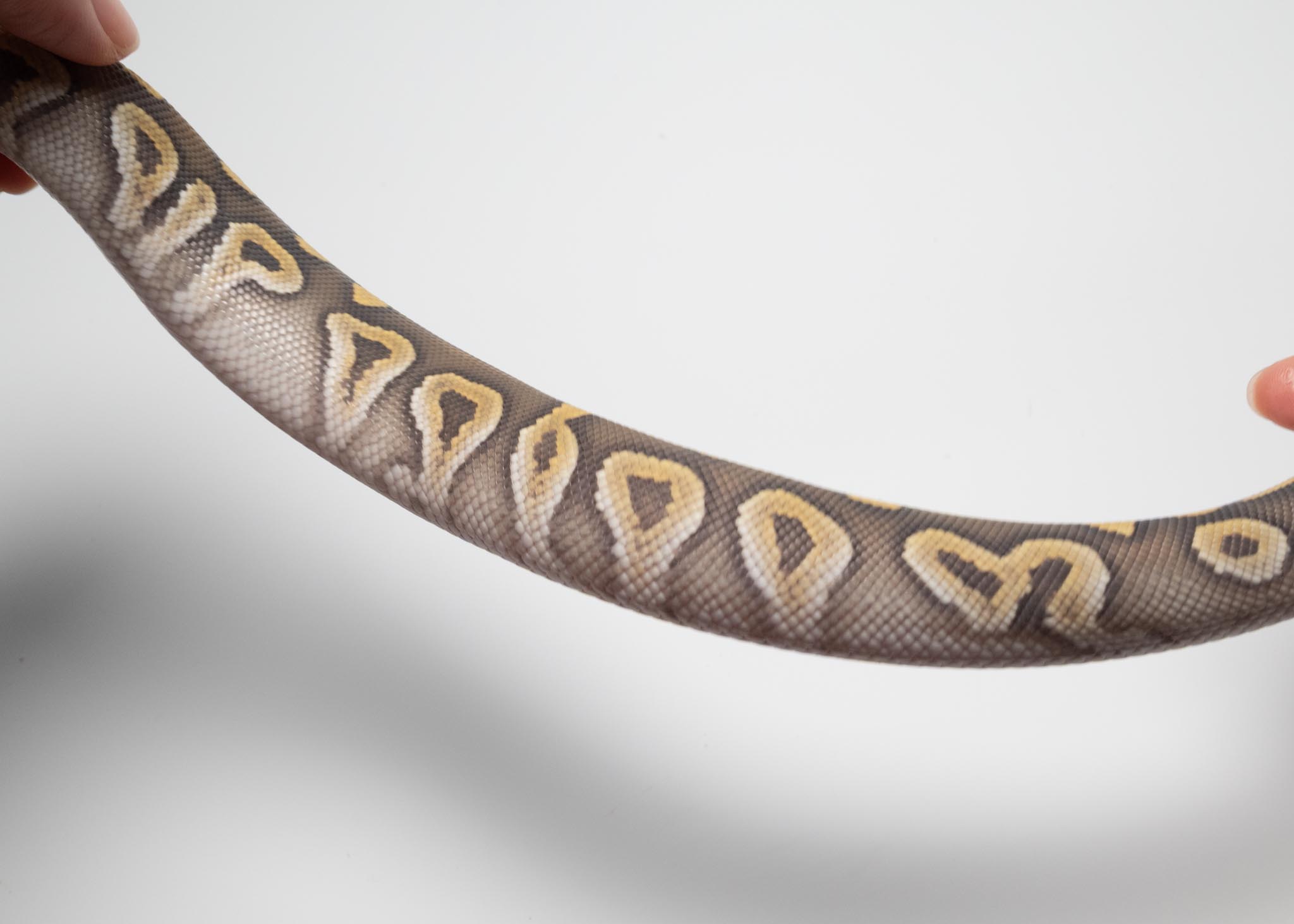 Mojave Hypo 2