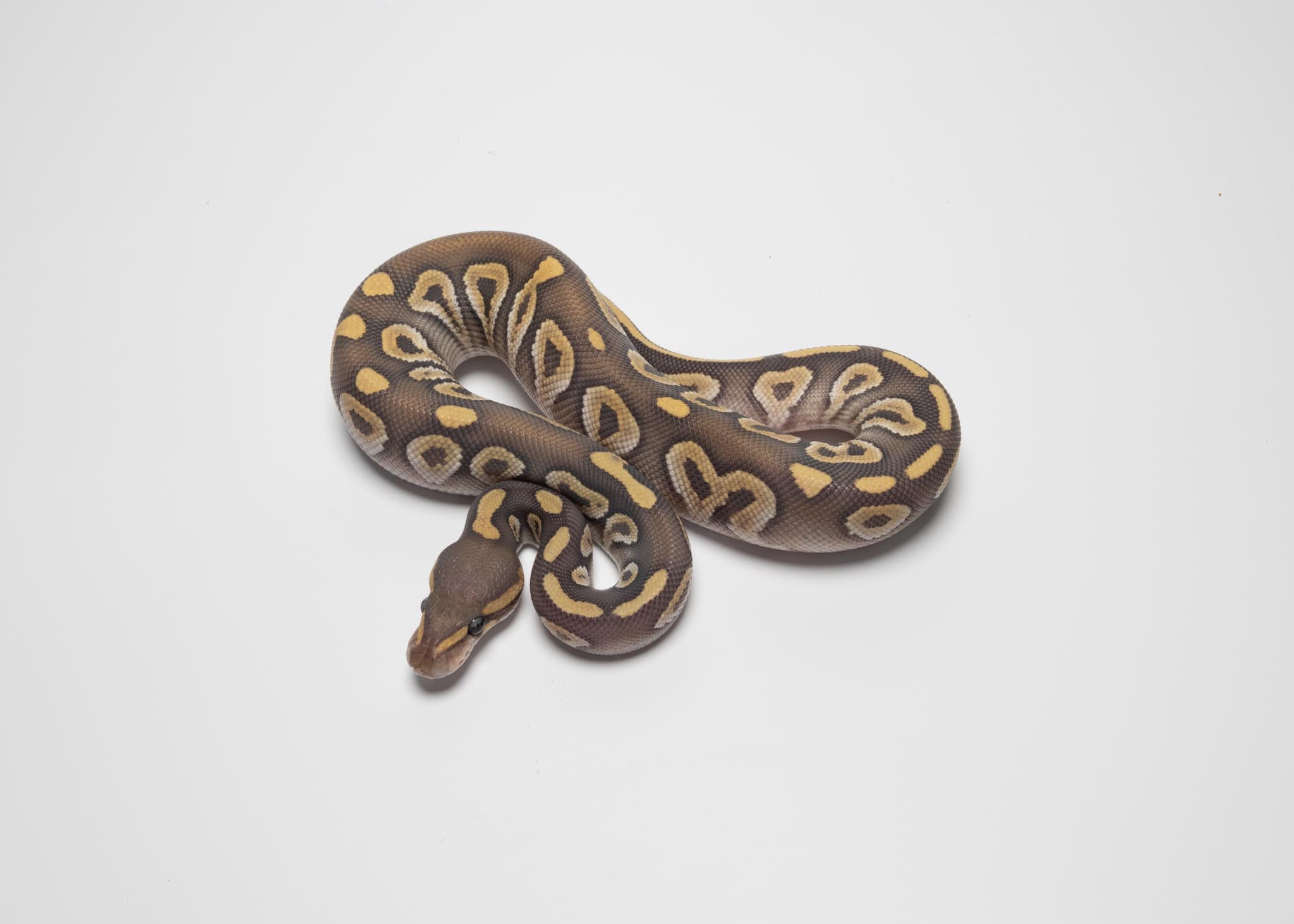 Mojave Hypo