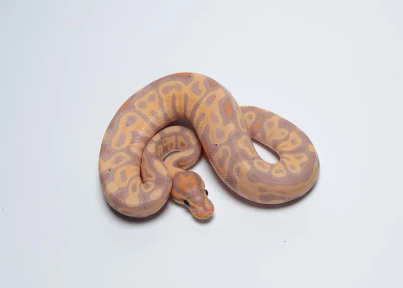 CG leopard het clown