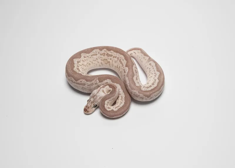 BlackPewter  leopard clown het lavender
