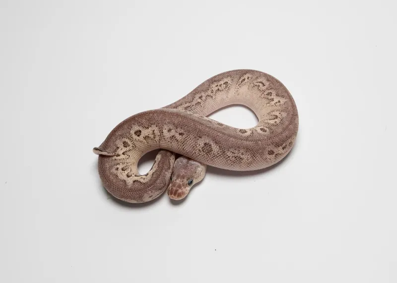 BlackPewter clown het lavender