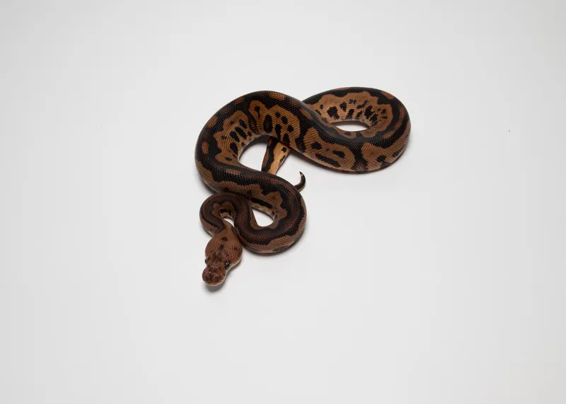 BP leopard clown het lavender
