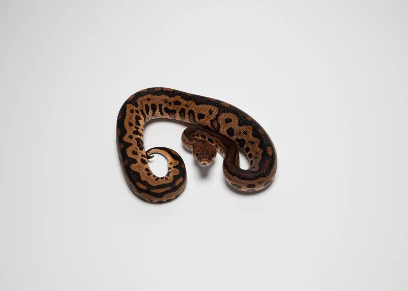 BP leopard clown het lavender