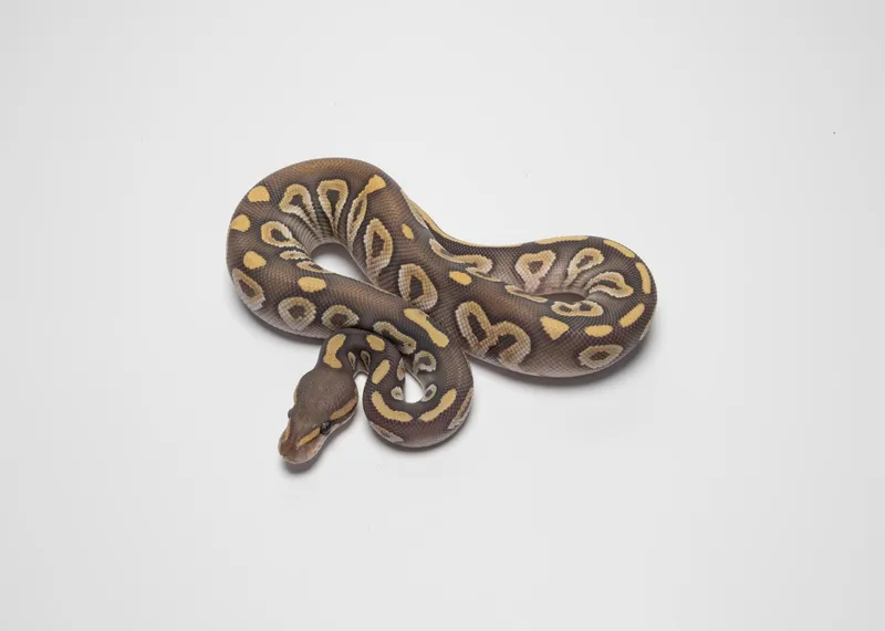 Mojave Hypo