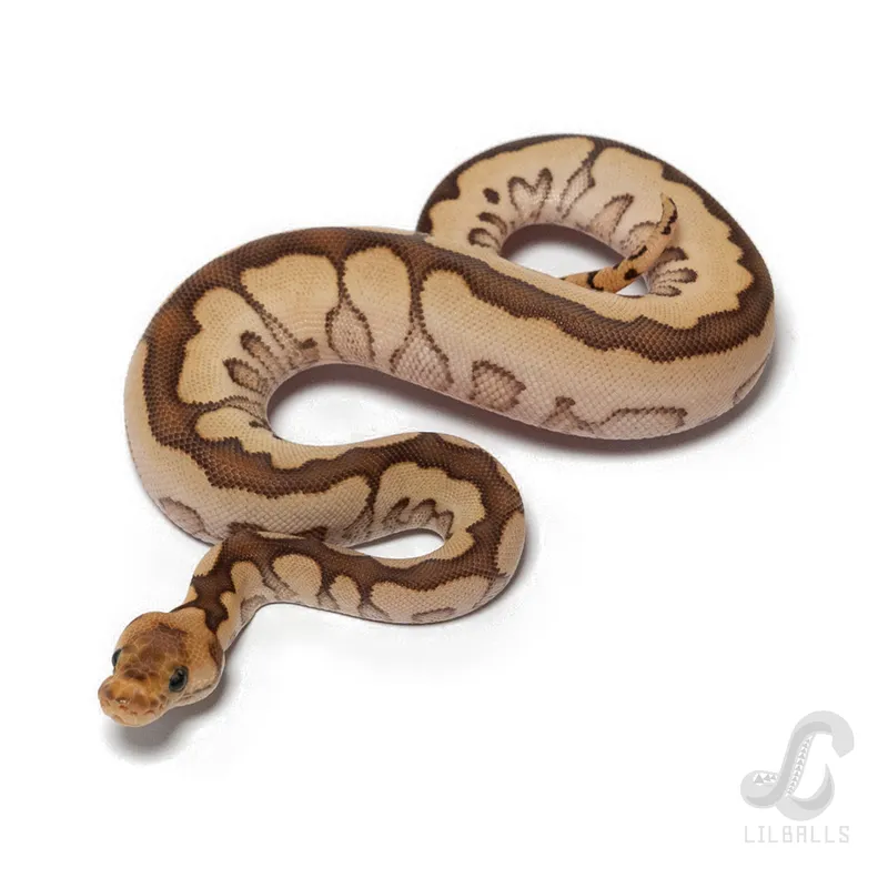 Mojave Clown