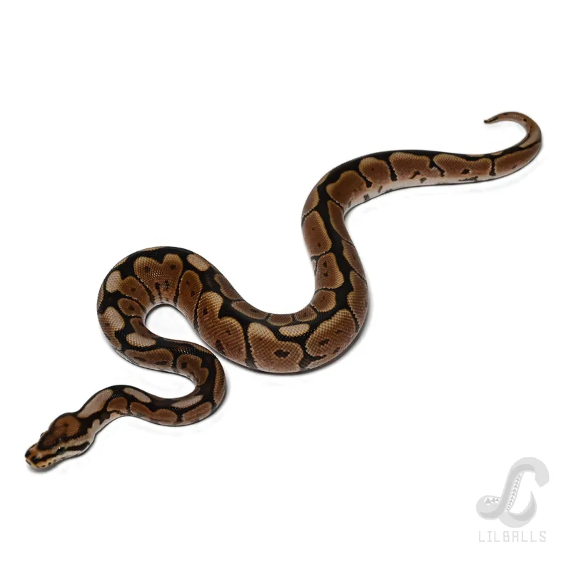 BP Spider het Clown