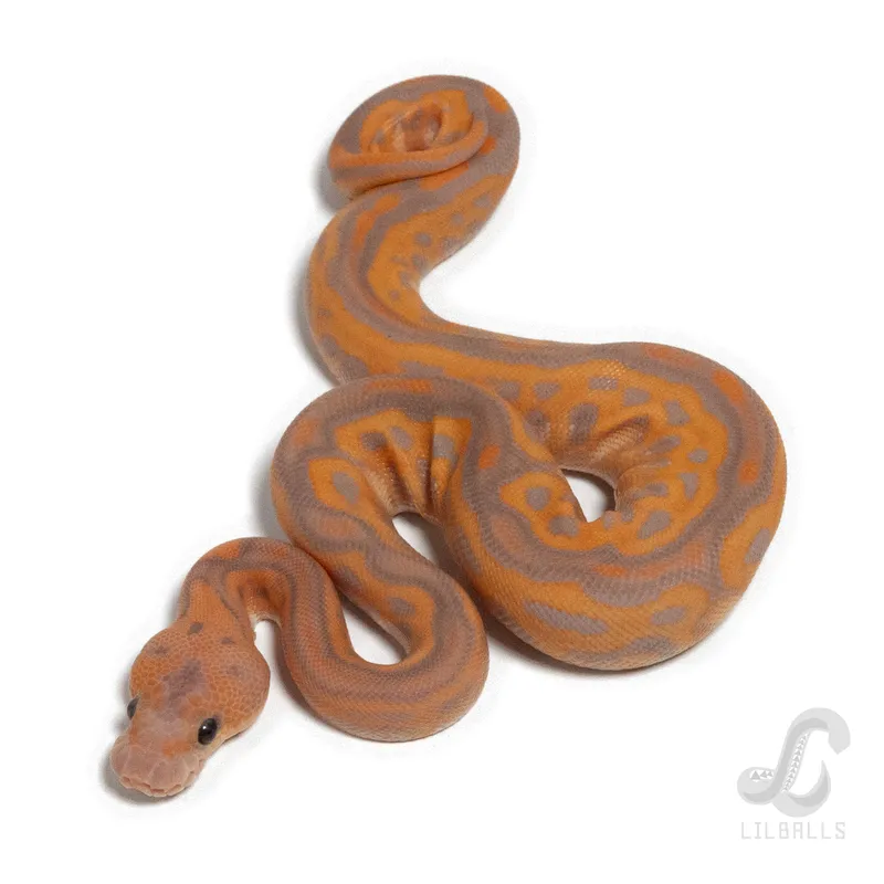 CG BP Leo Clown