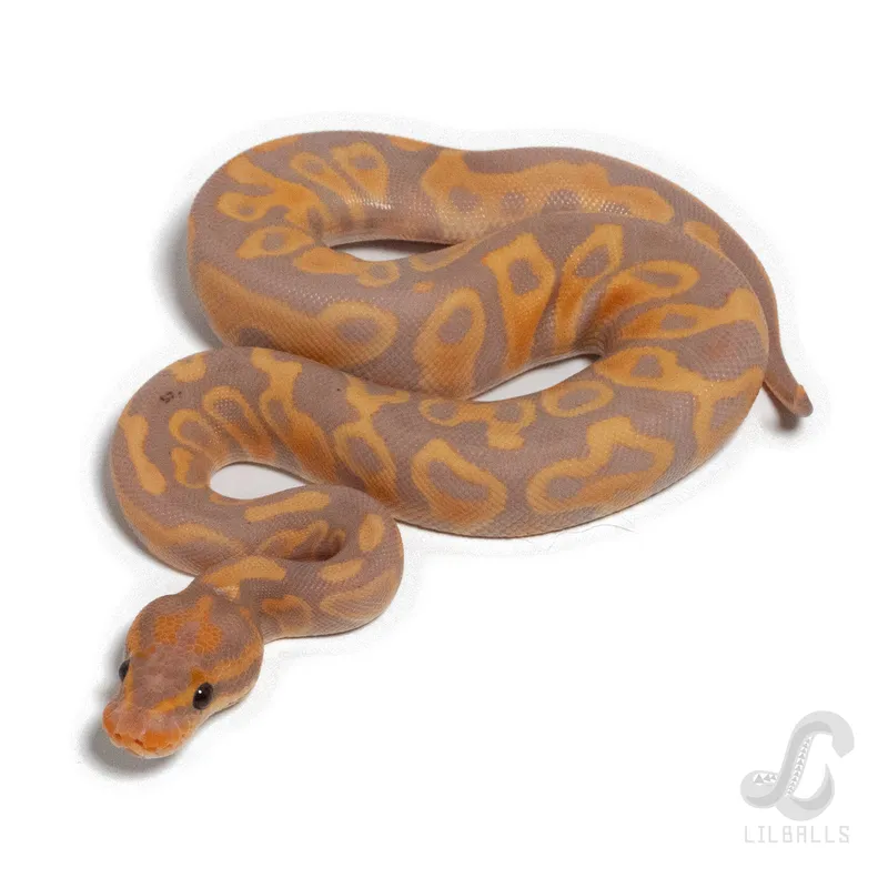 CG Leo het Clown
