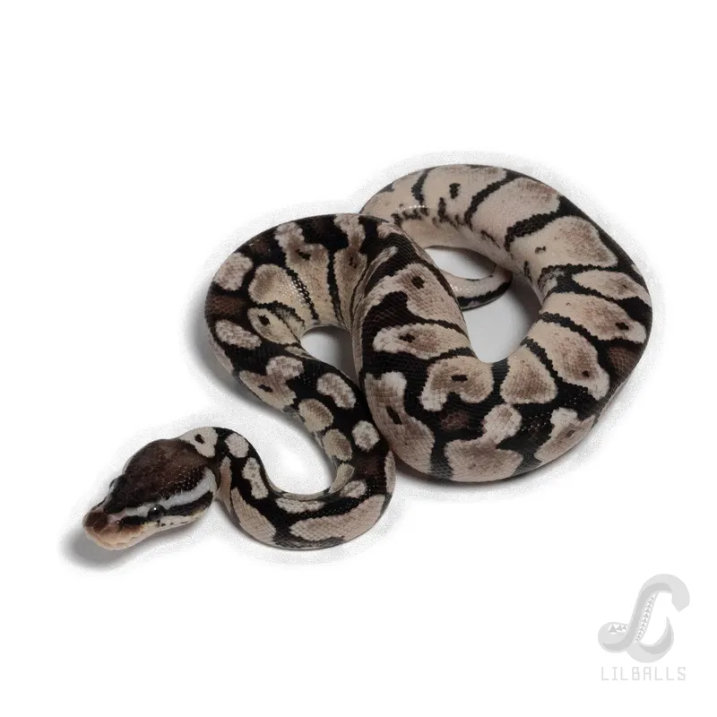 Pastel TSK het DG