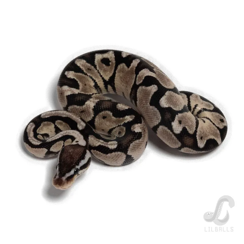 Pastel TSK het DG
