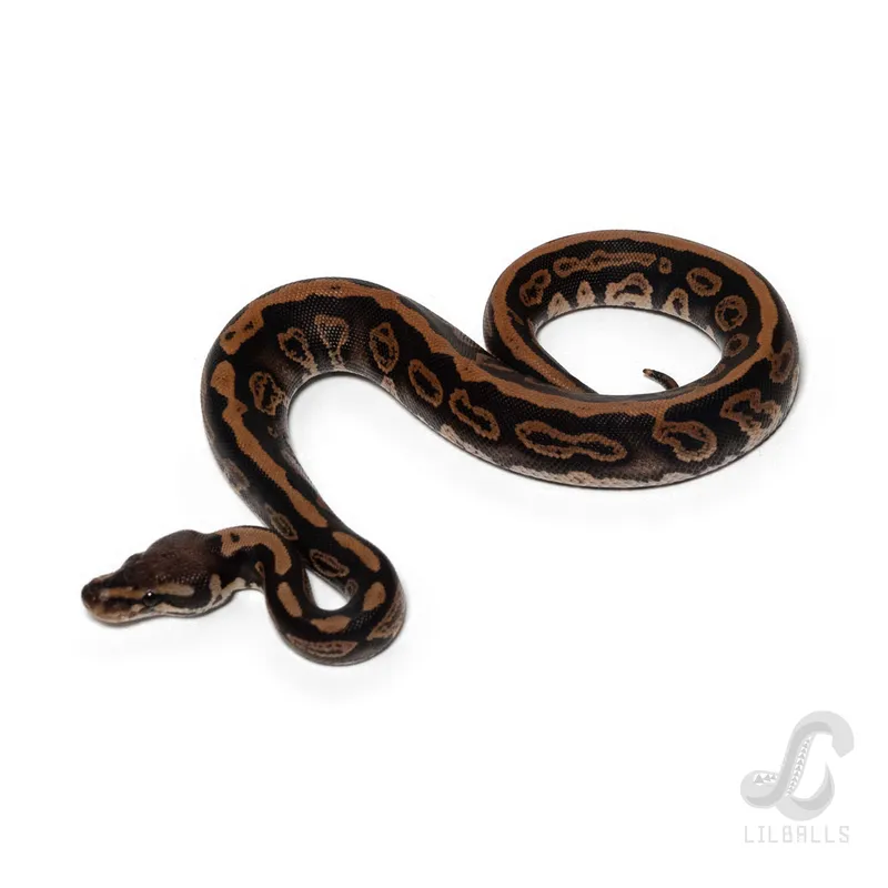 BP Acid het Clown