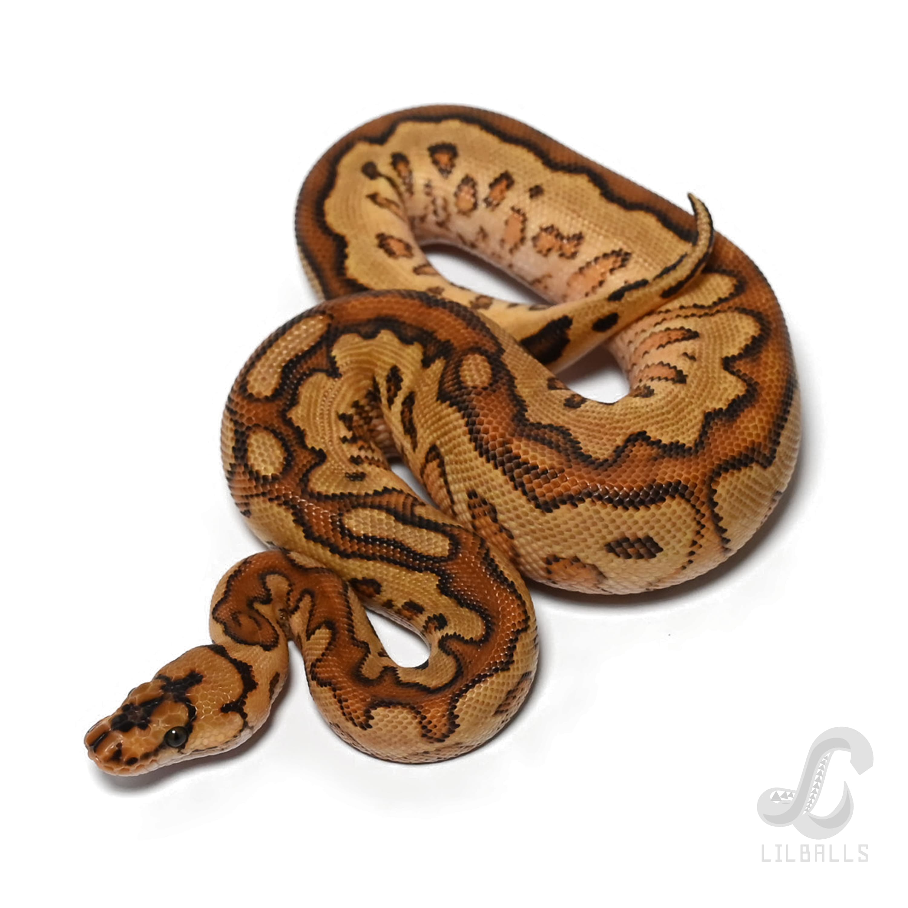 Special RedStripe SN Clown