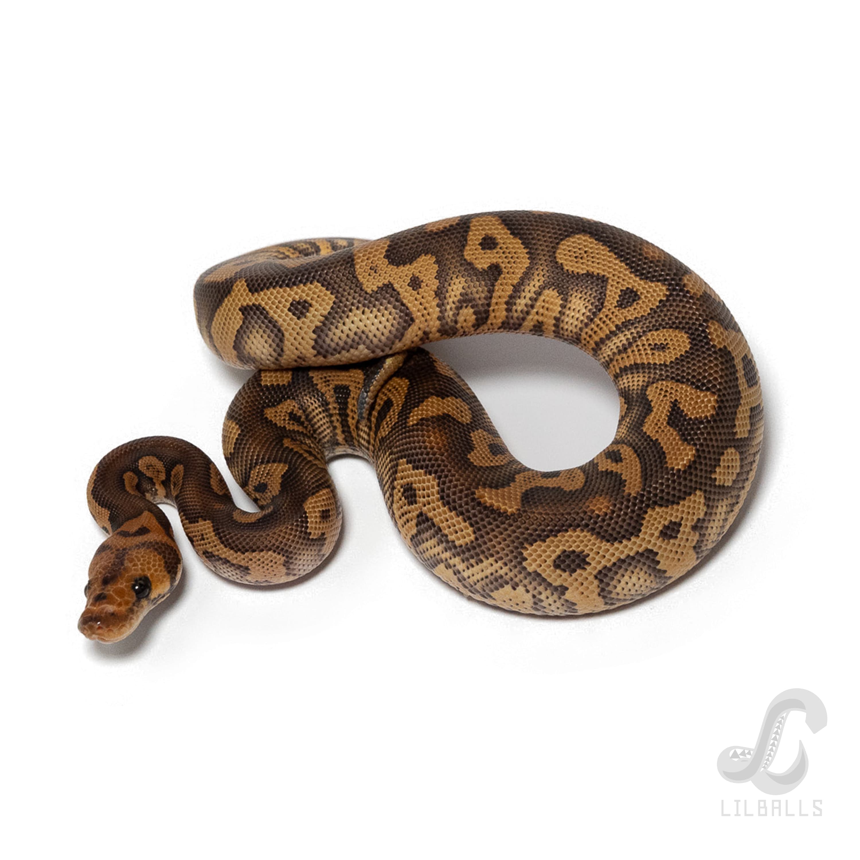 Mojave Acid Clown