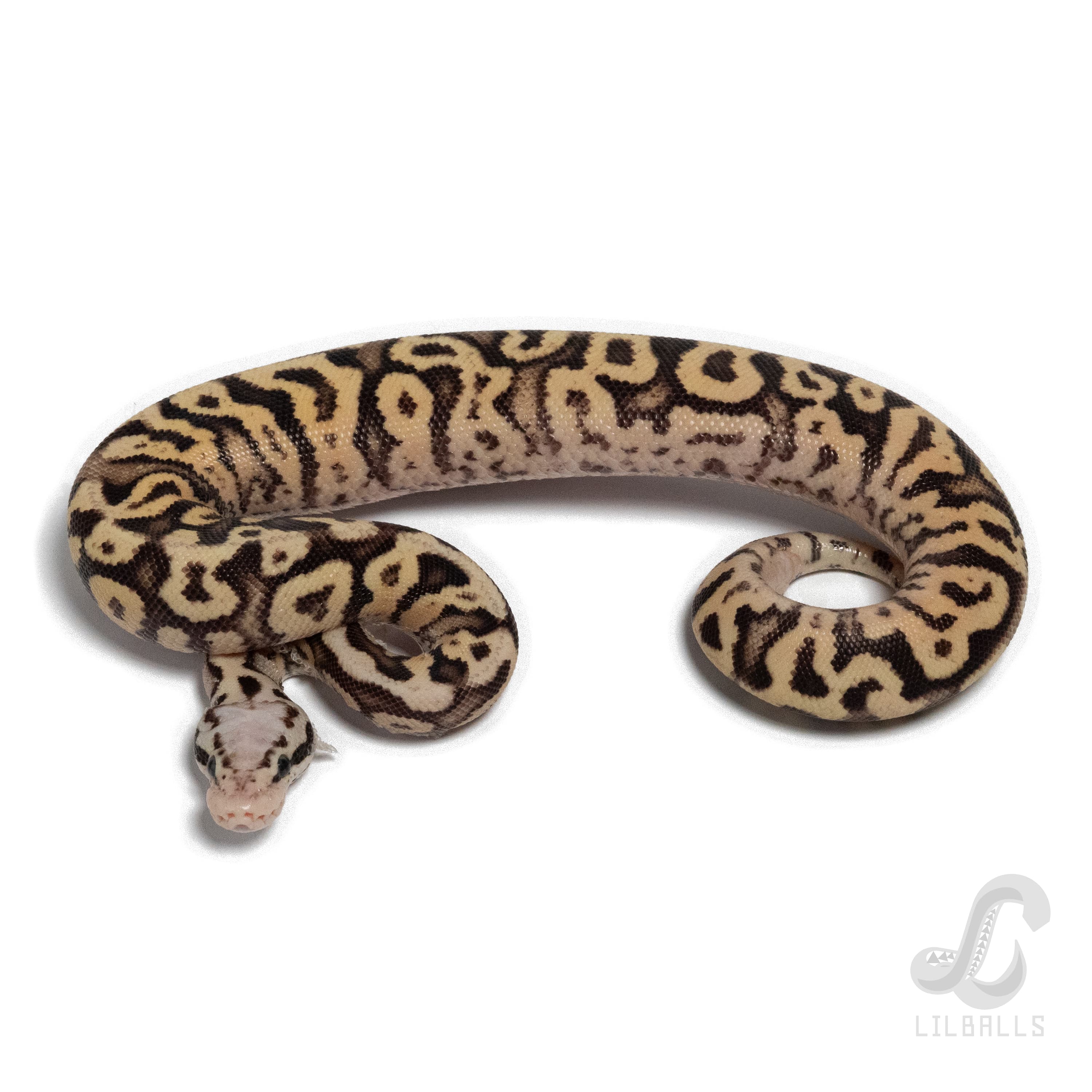 Firefly SN het Clown 66% het DG