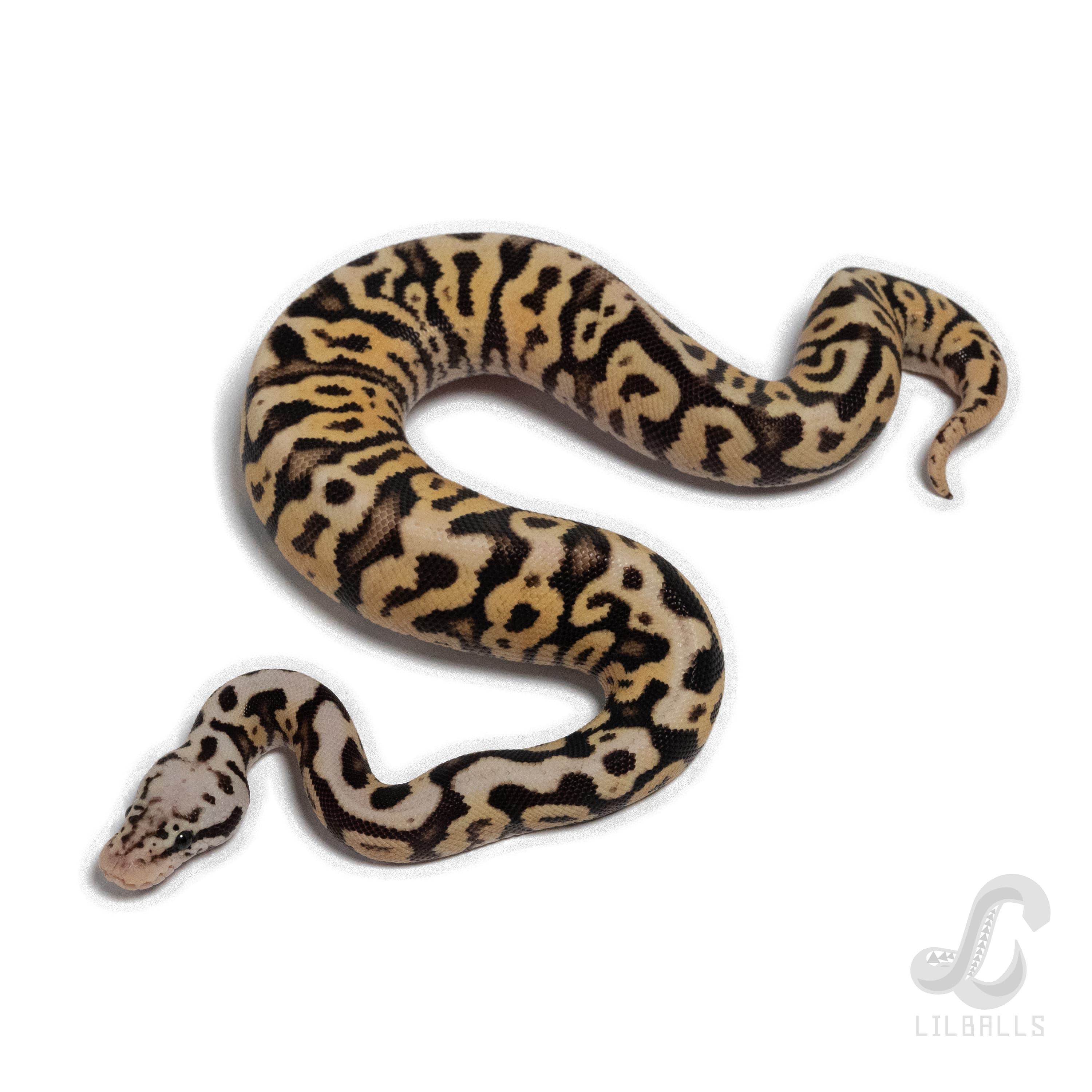 Firefly SN het Clown 66% het DG