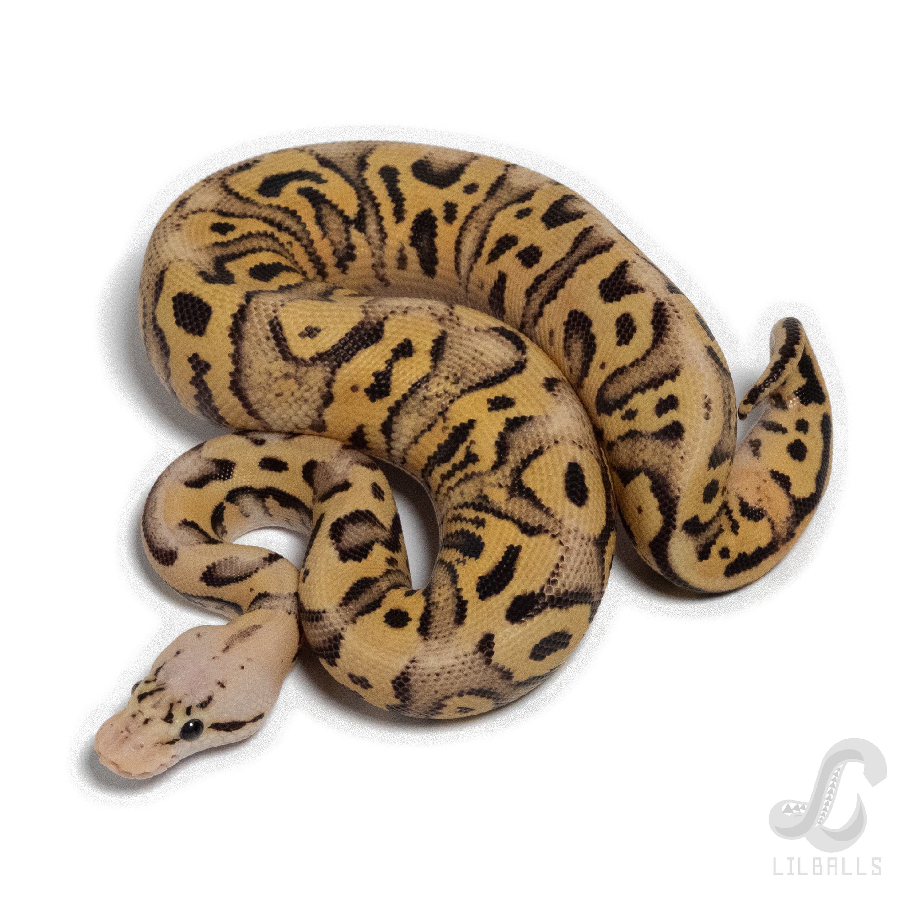 Firefly Crypton 66% het DG