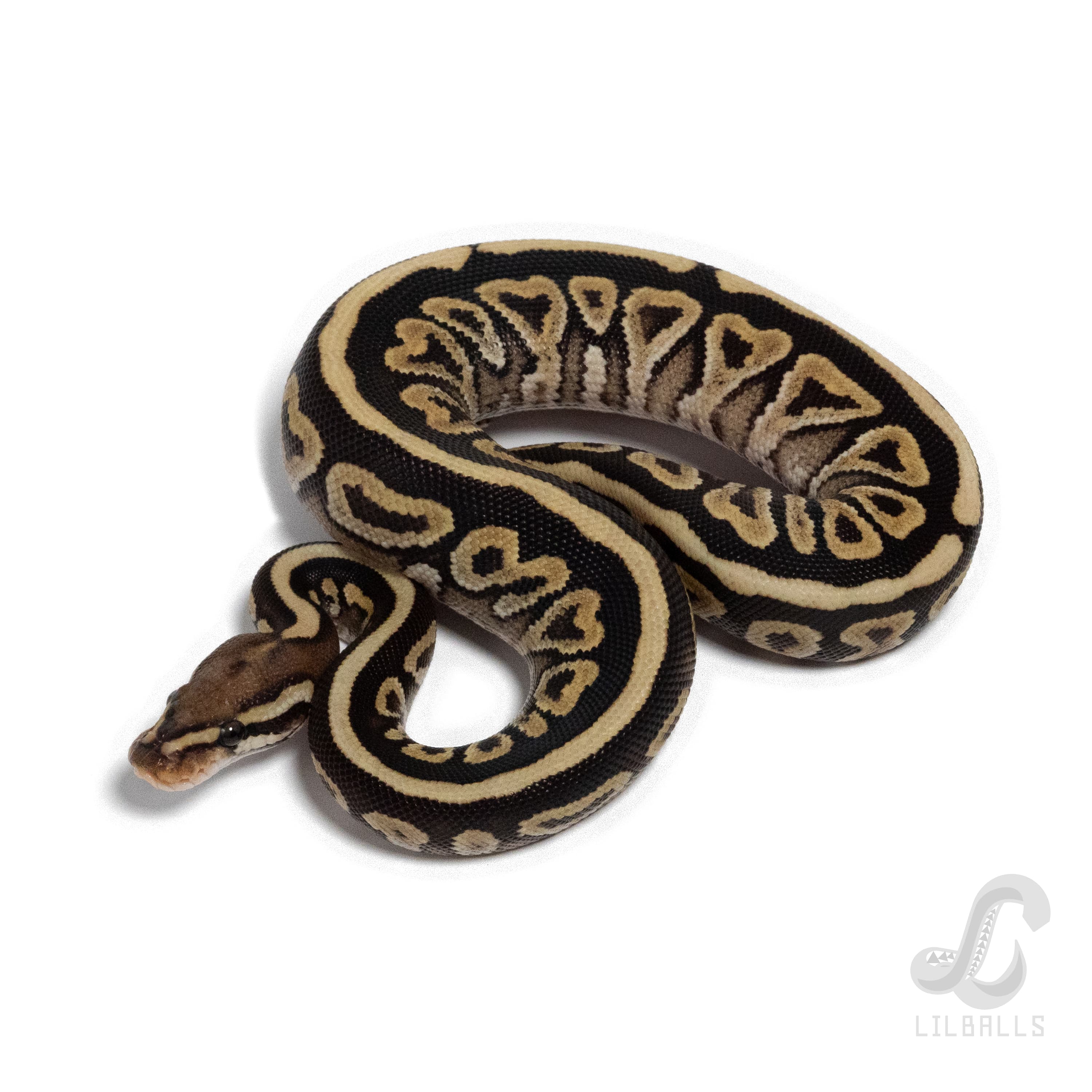 SN Mojave het Clown