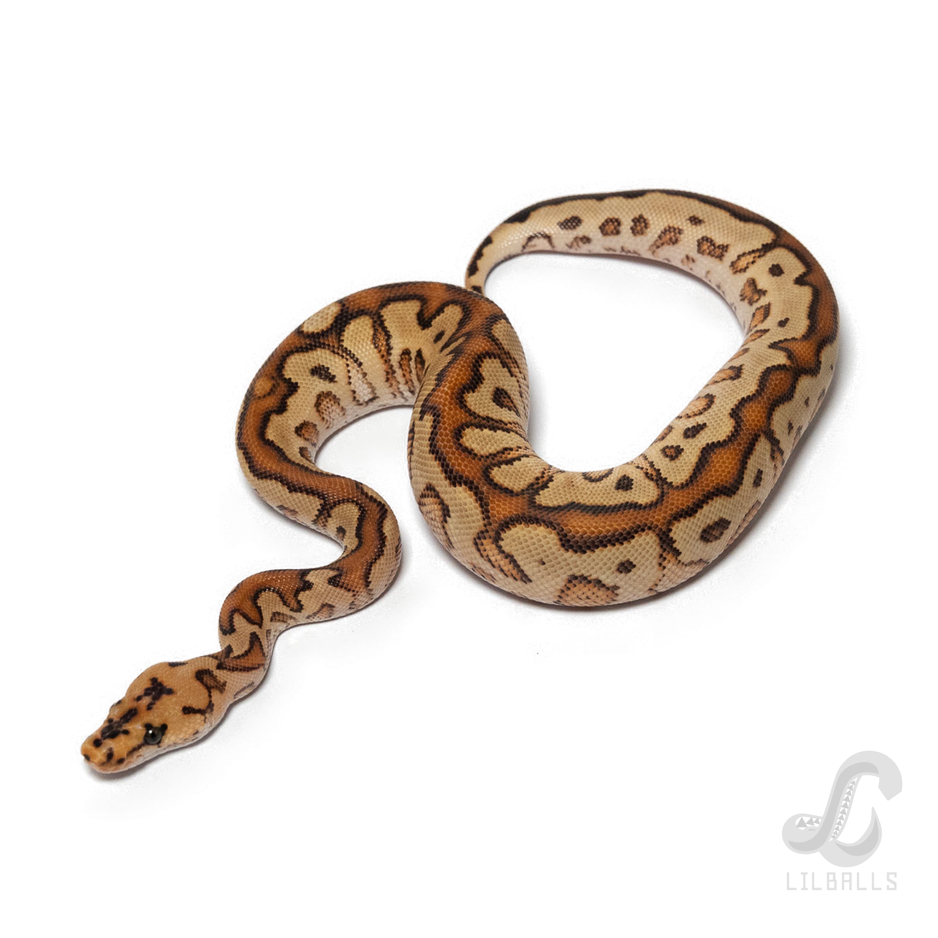 Special SN poss YB Clown