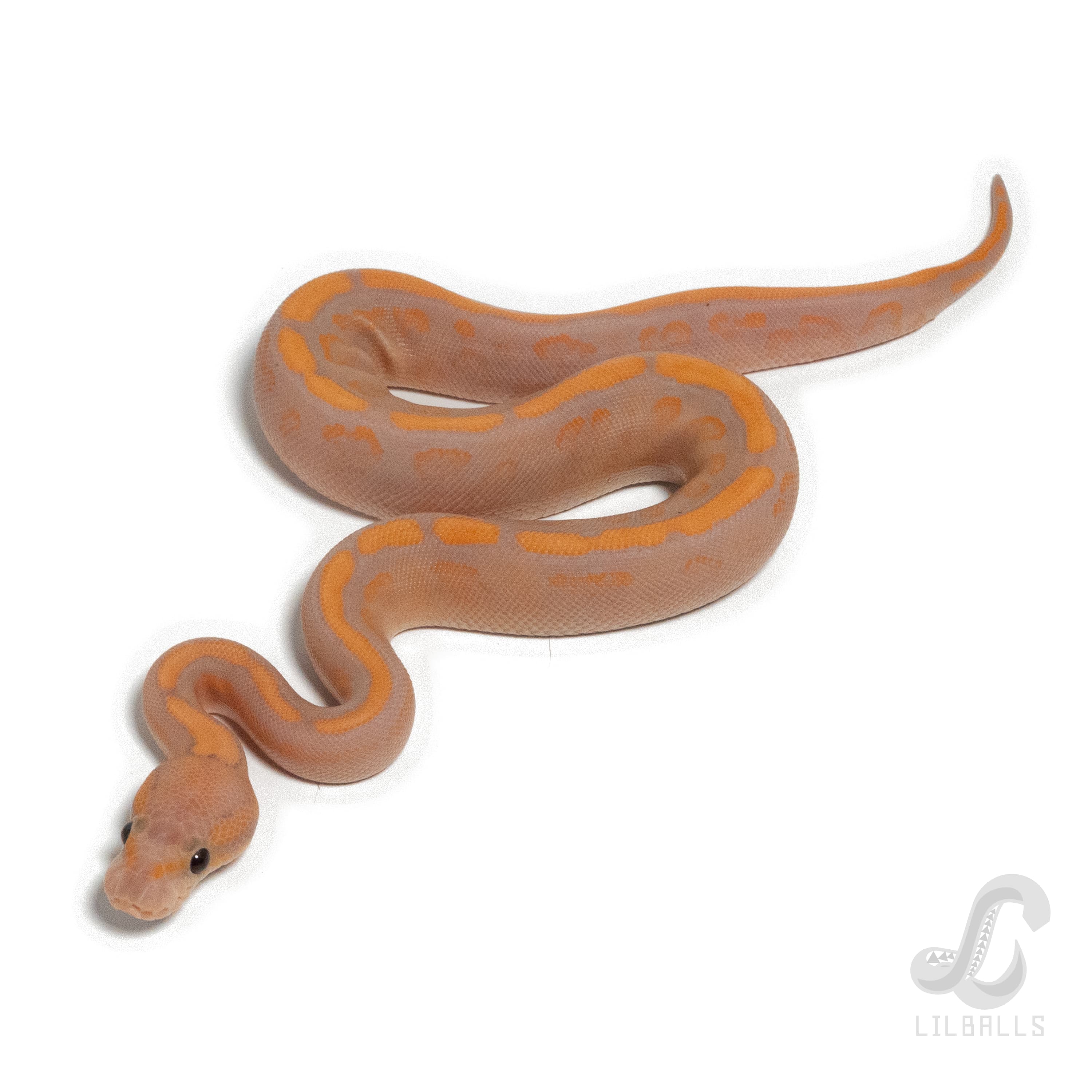 CG BP YB RS het Clown