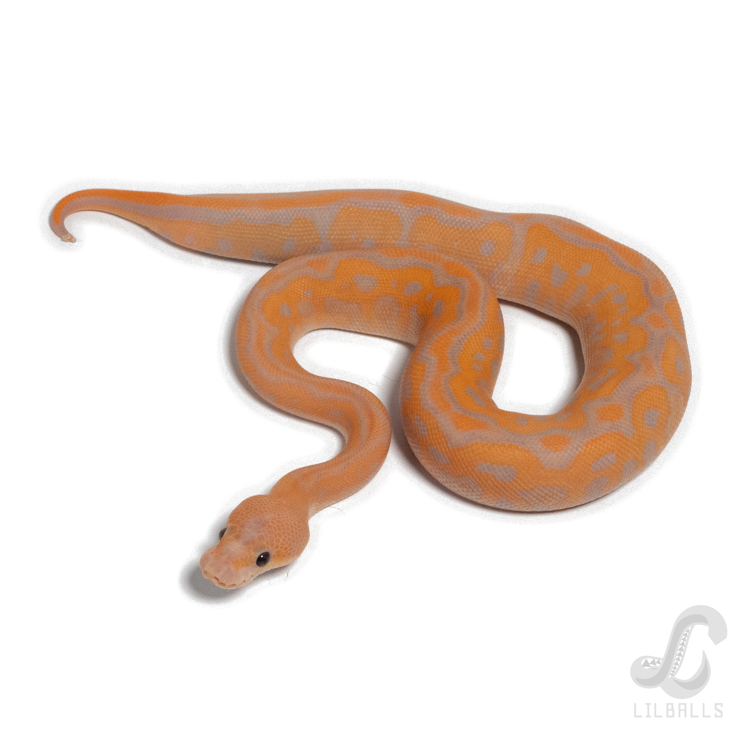 CG BP Leo RS Clown