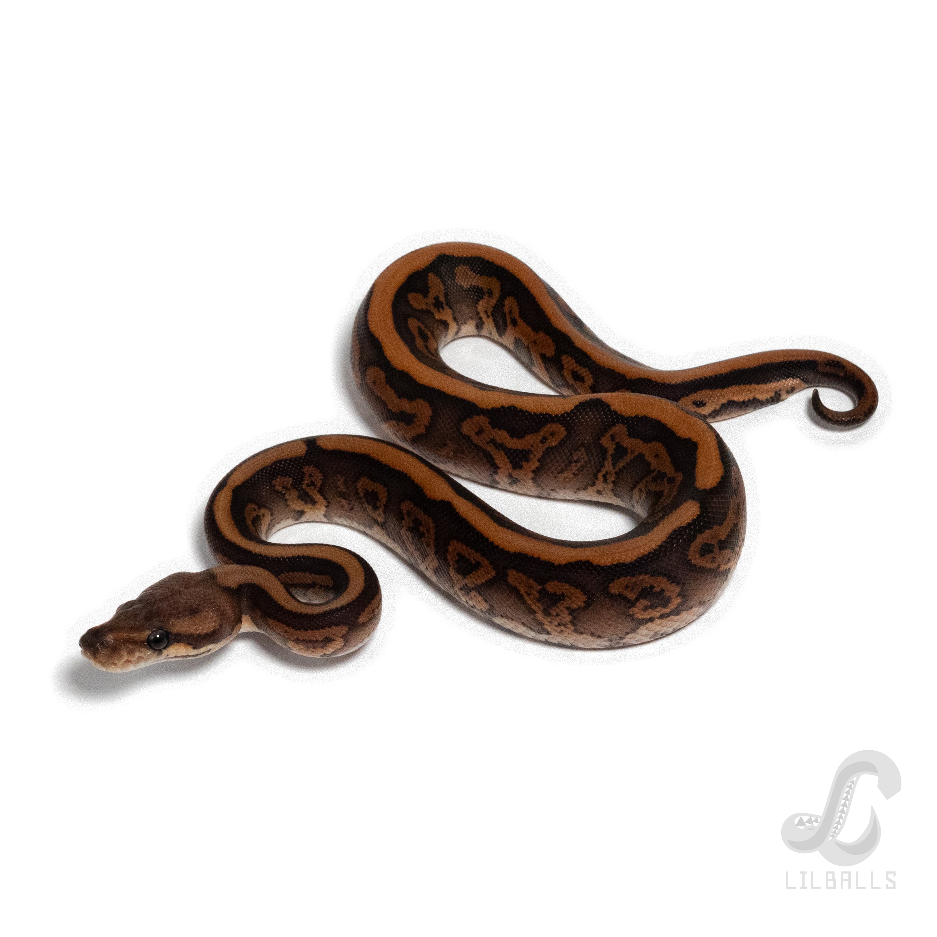 BP Leo RS poss YB het Clown