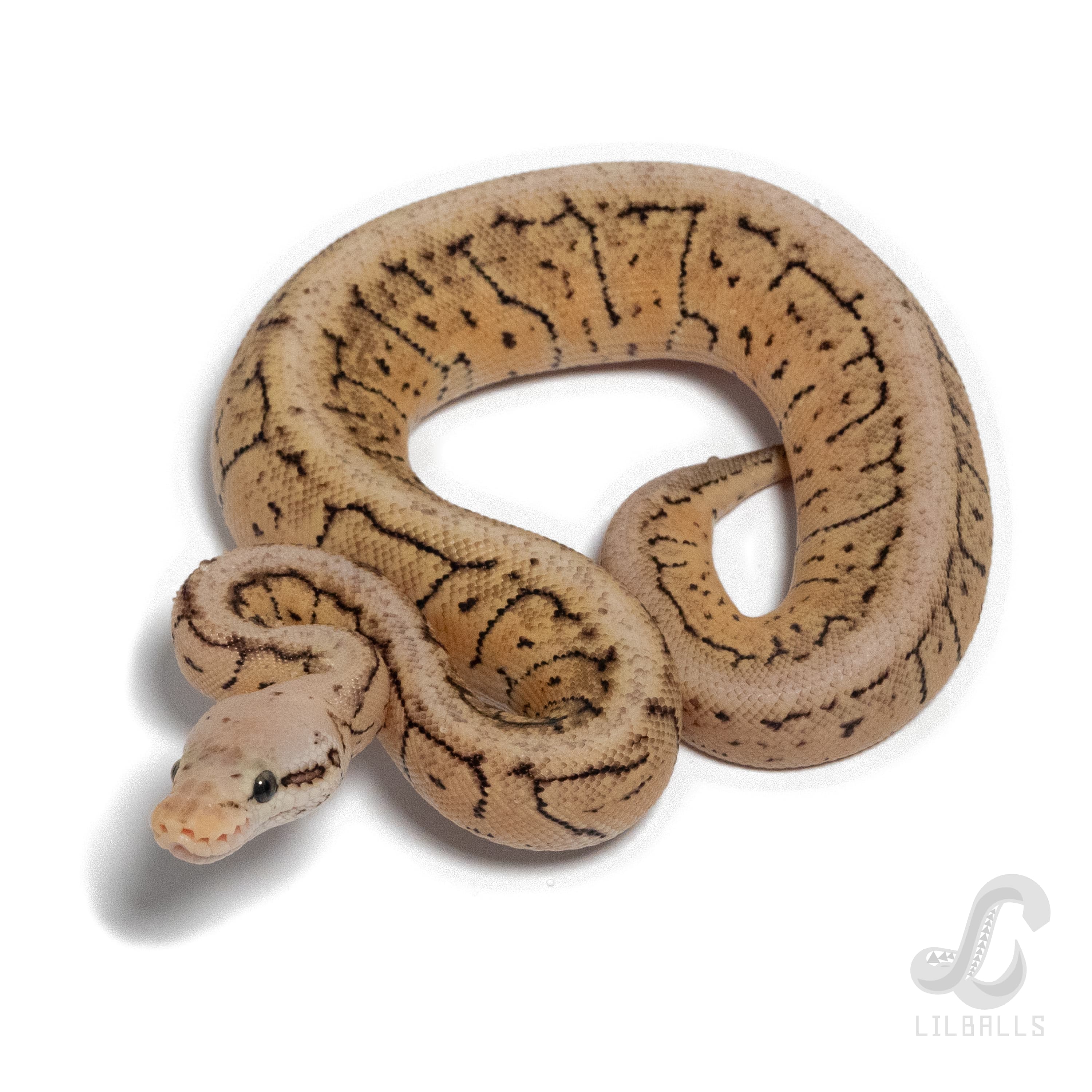 Pastel Pin SN het Clown