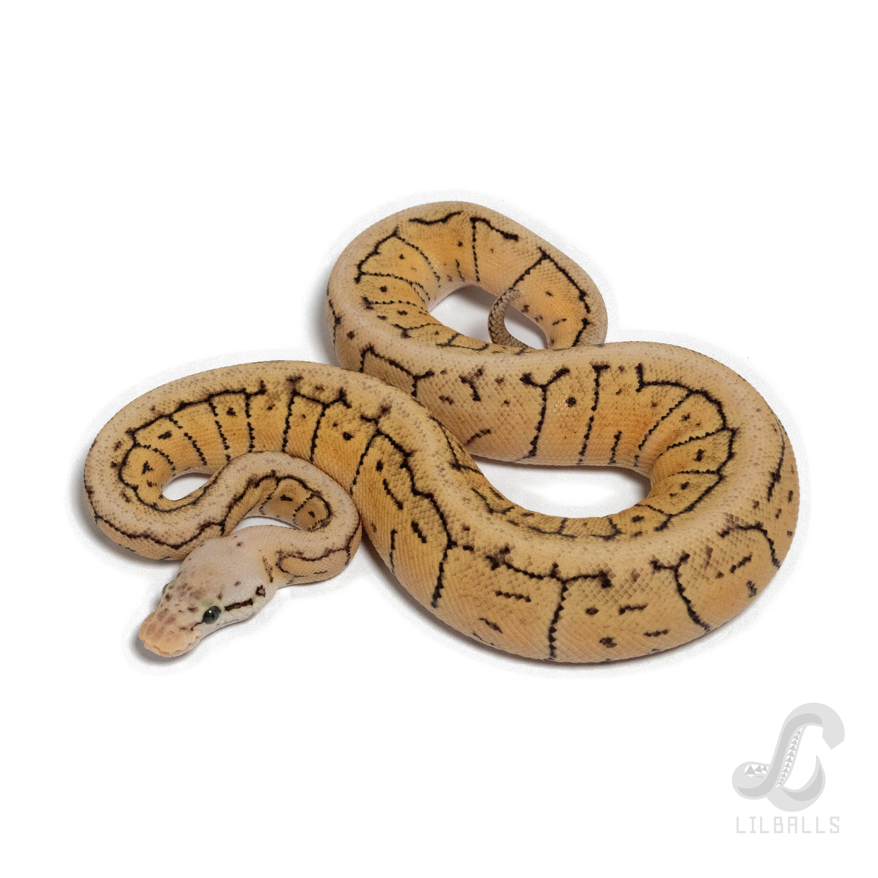 Pastel Pin SN het Clown