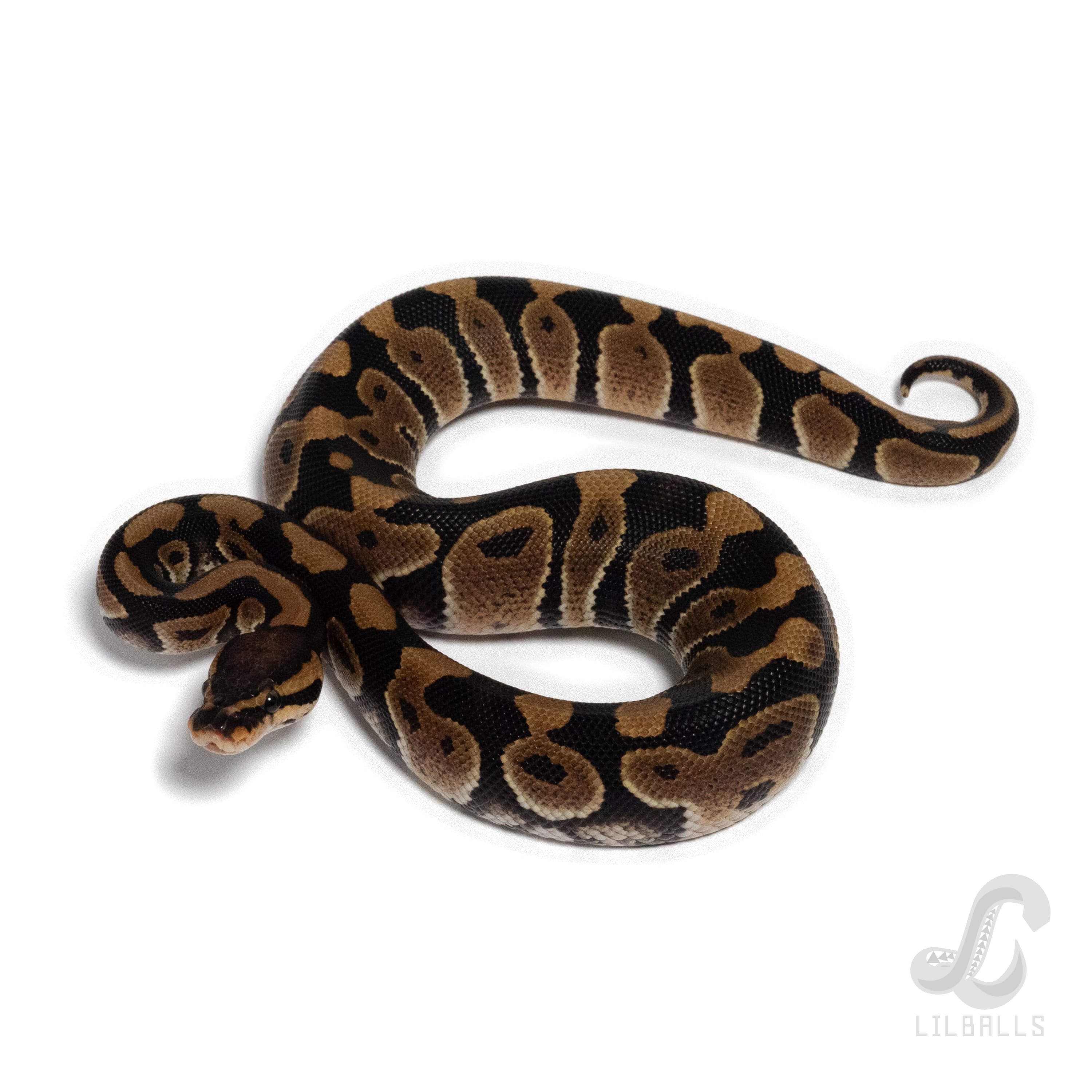 Chocolate het Clown