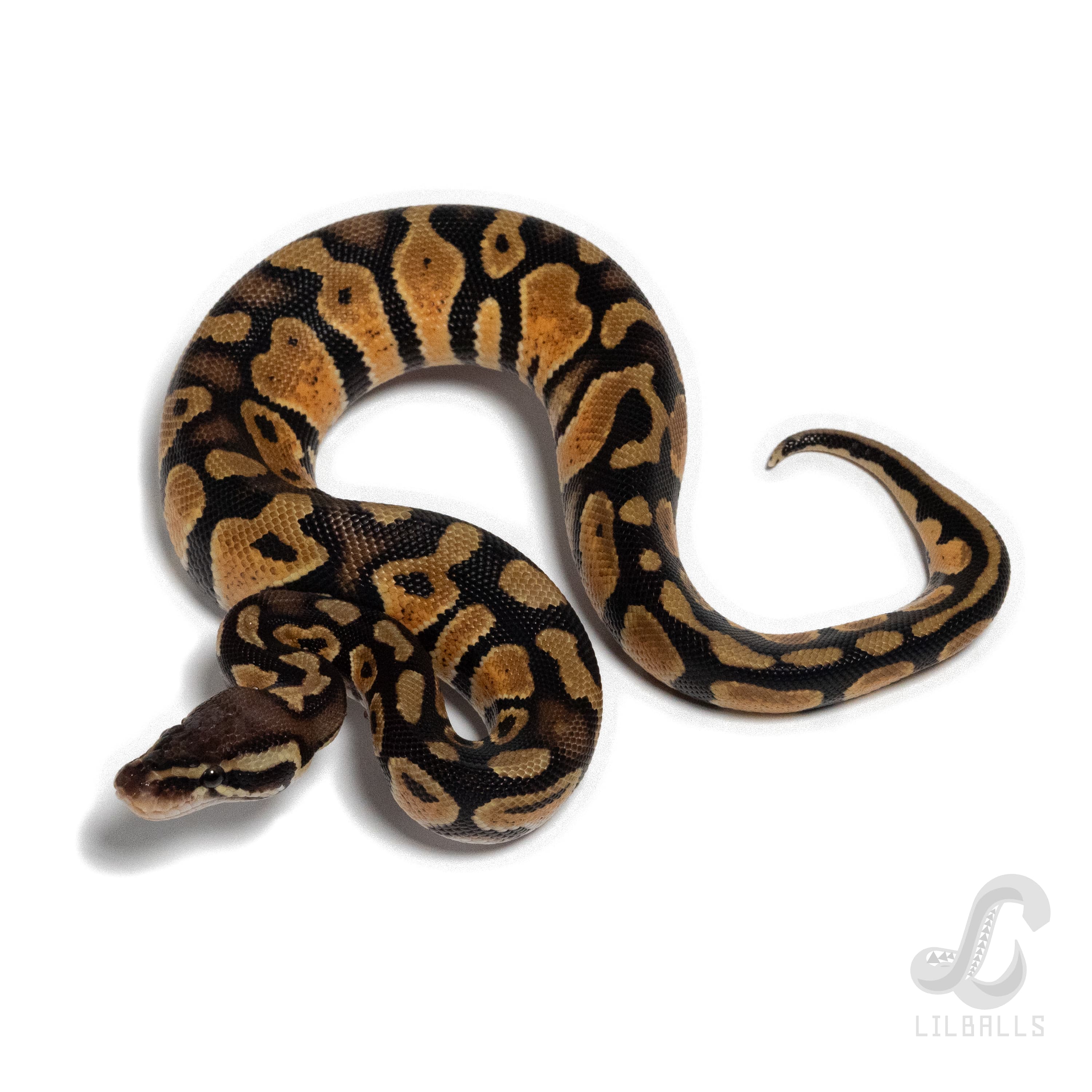 Pastel 66% het Ultramel