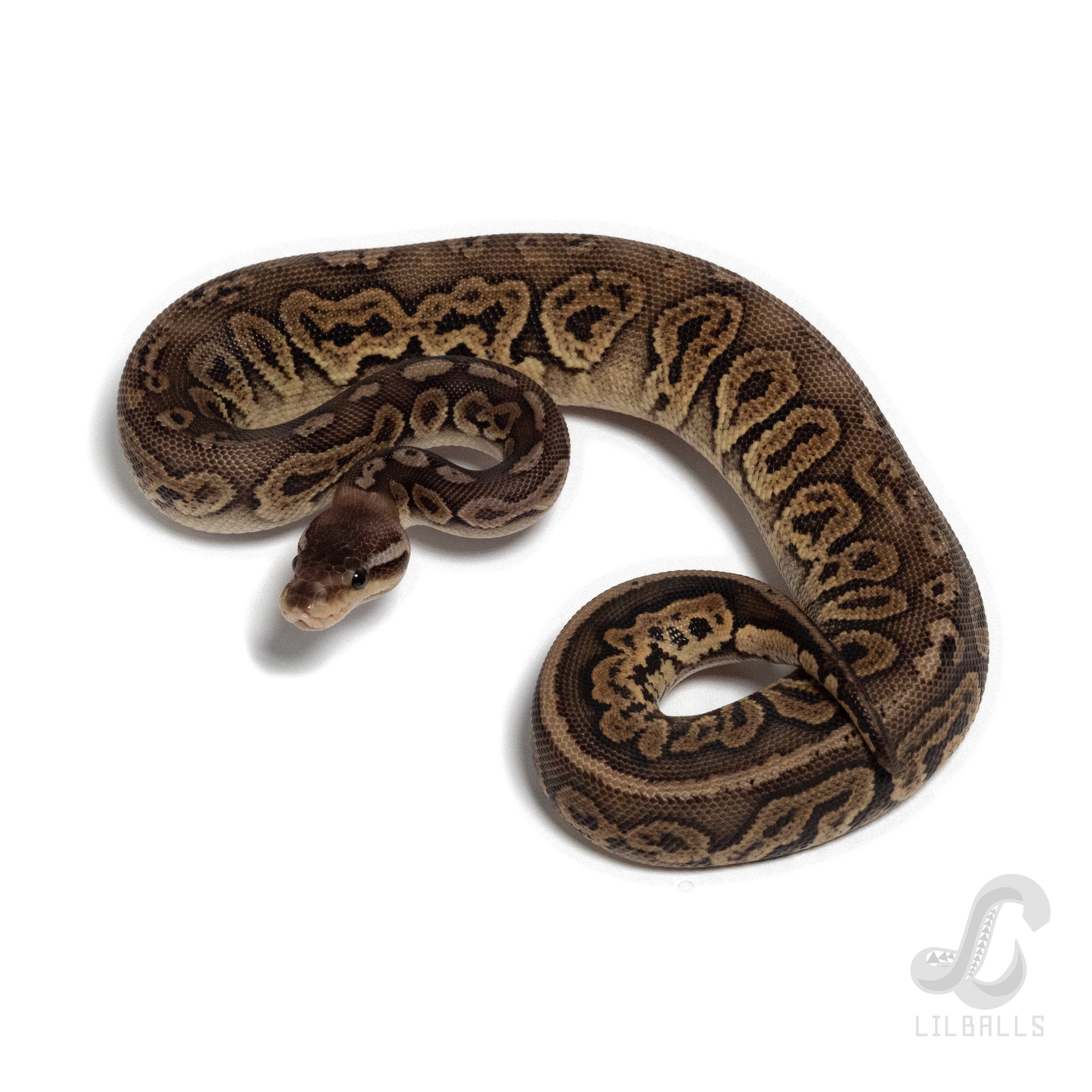 Black Pewter 66% het Ultramel