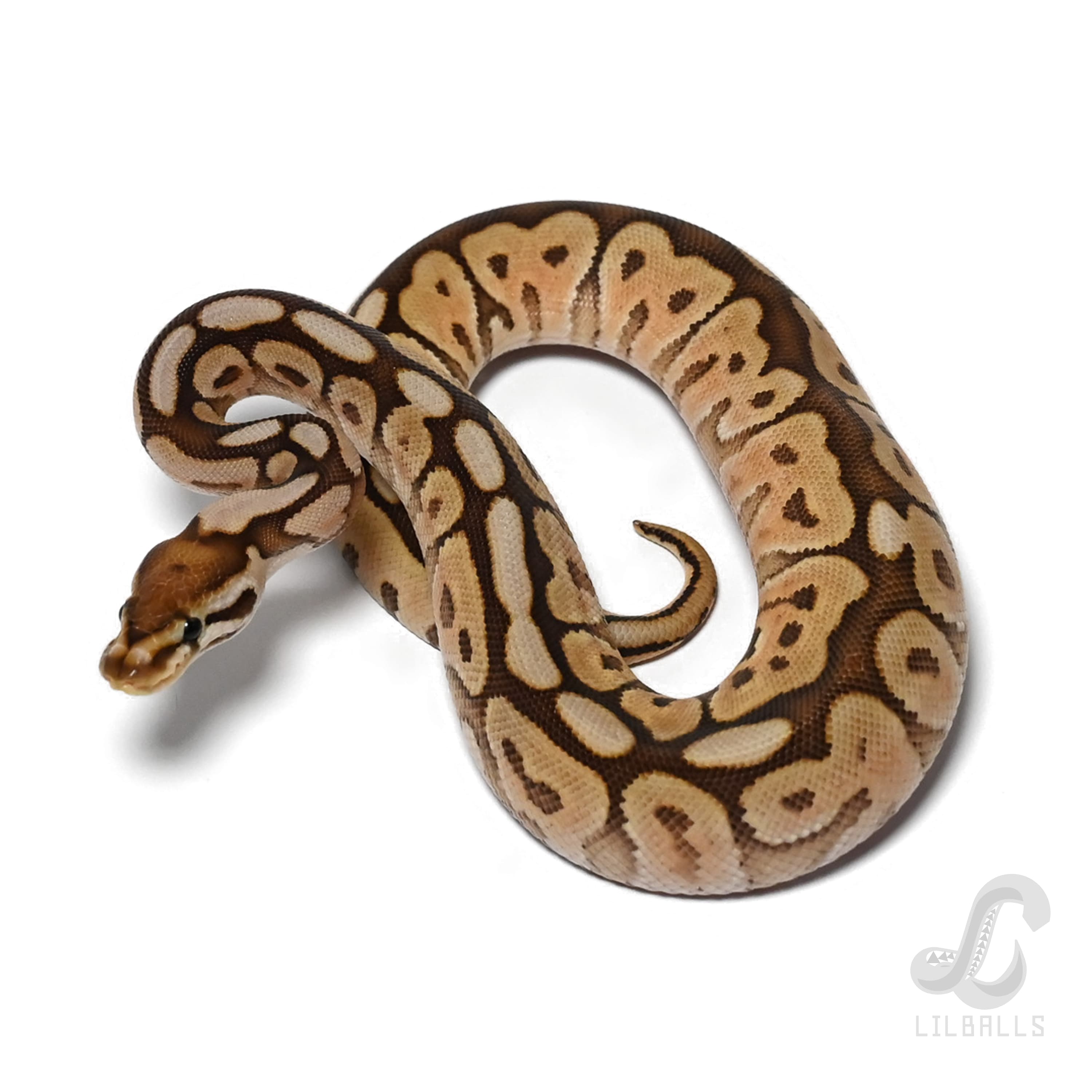 BP Mojave Spider het Clown