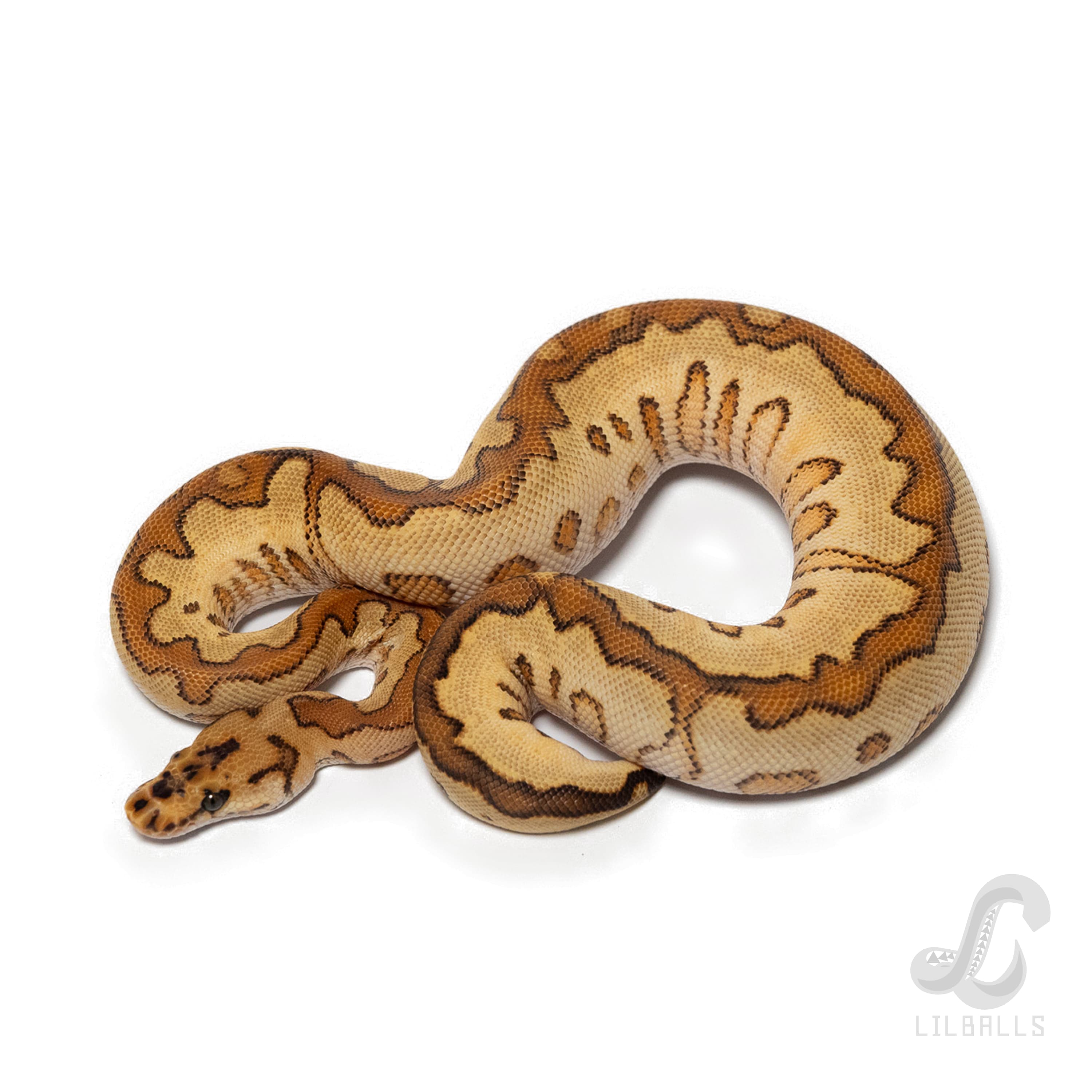 Special SN Fire Clown