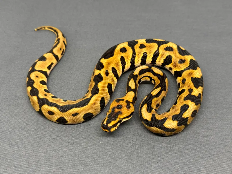 Vanilla Leopard Spotnose het Clown