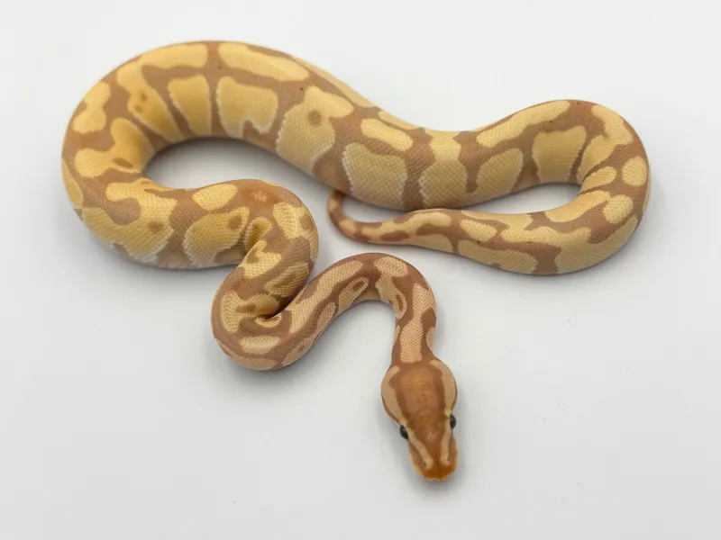 Banana Enchi het Clown