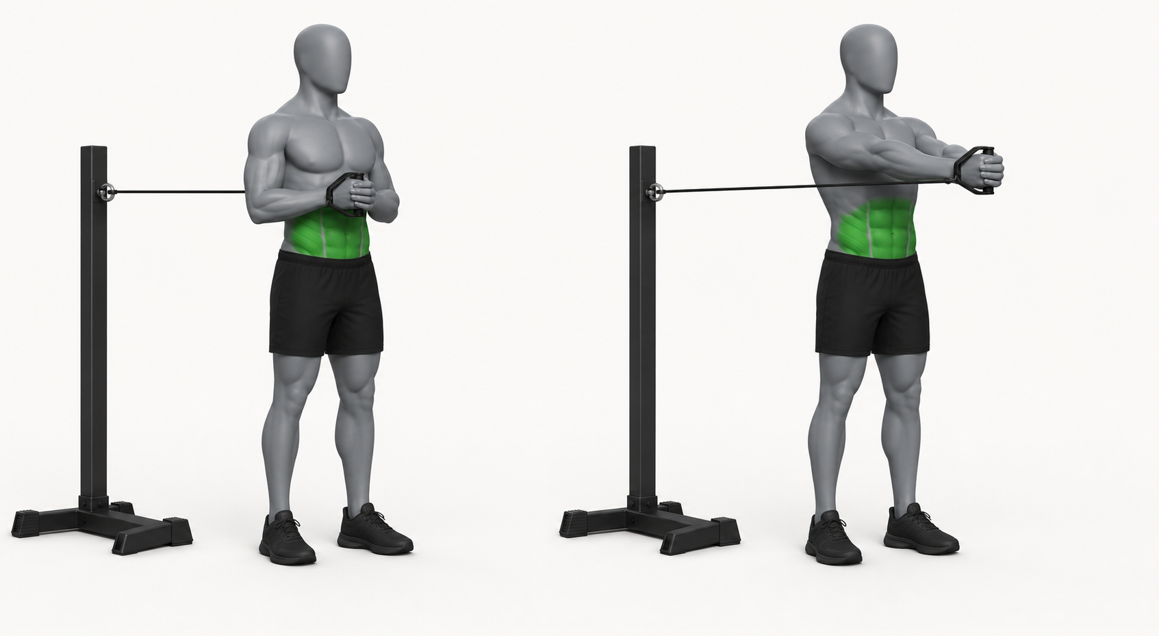 Pallof Press (Band) exercise demonstration