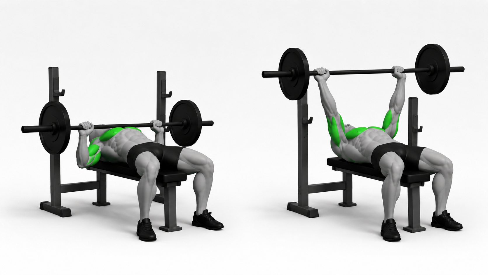 Bench Press (Barbell) exercise demonstration