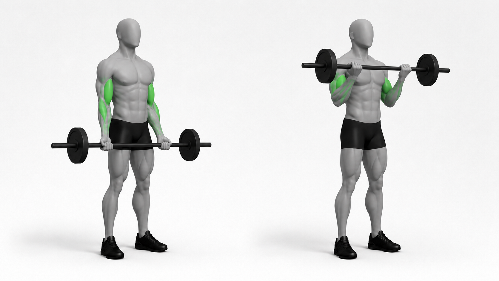 standing barbell curl showing bottom arms-extended position and top curled position