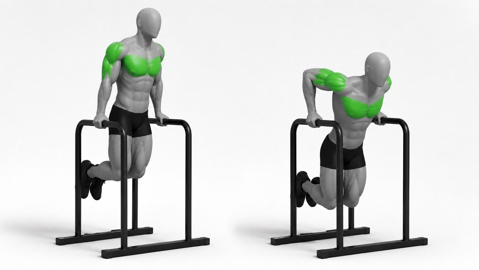 chest dip exercise showing top support and bottom position on parallel bars