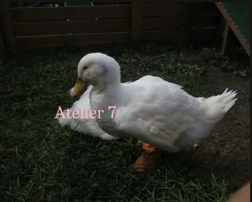 Atelier_7