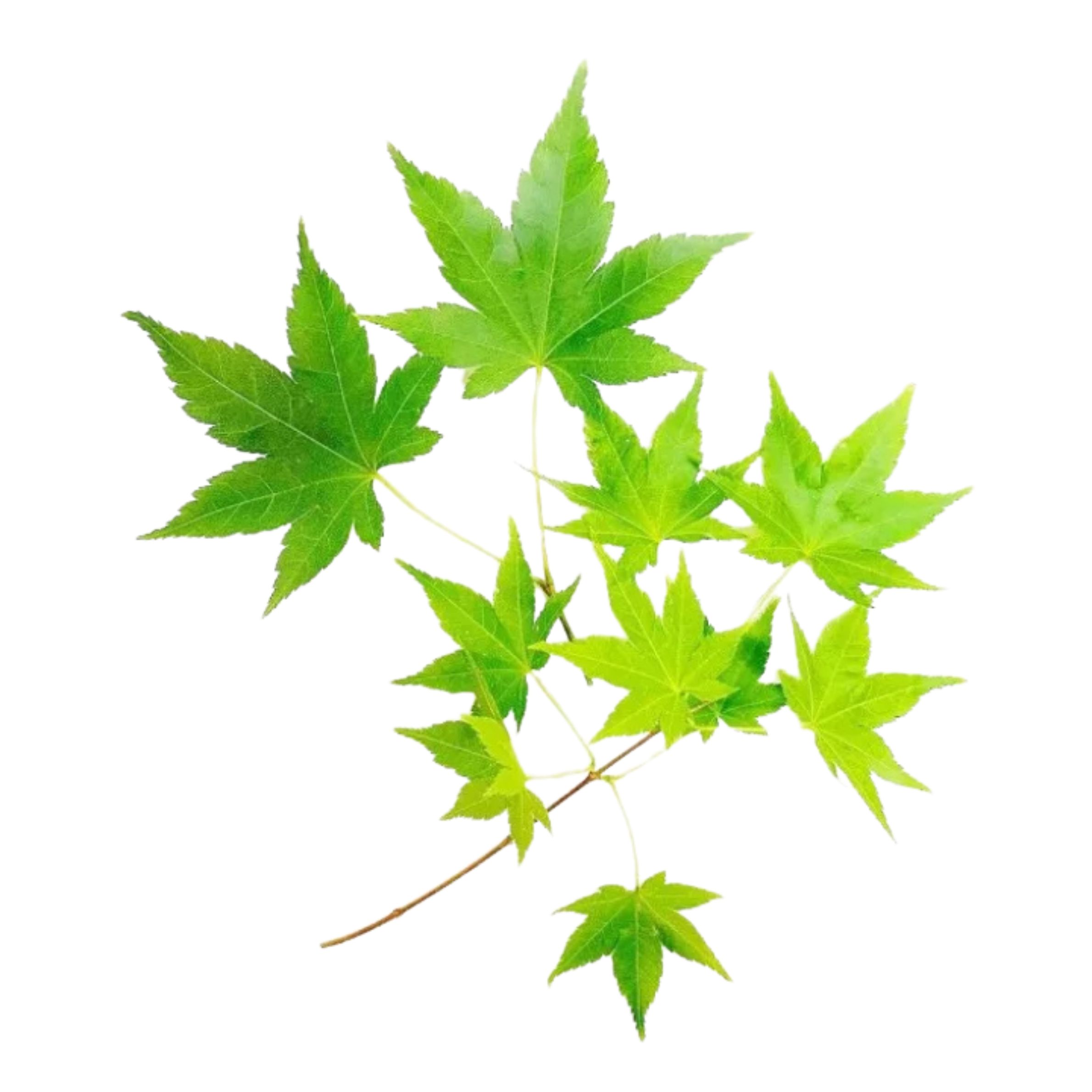 青紅葉