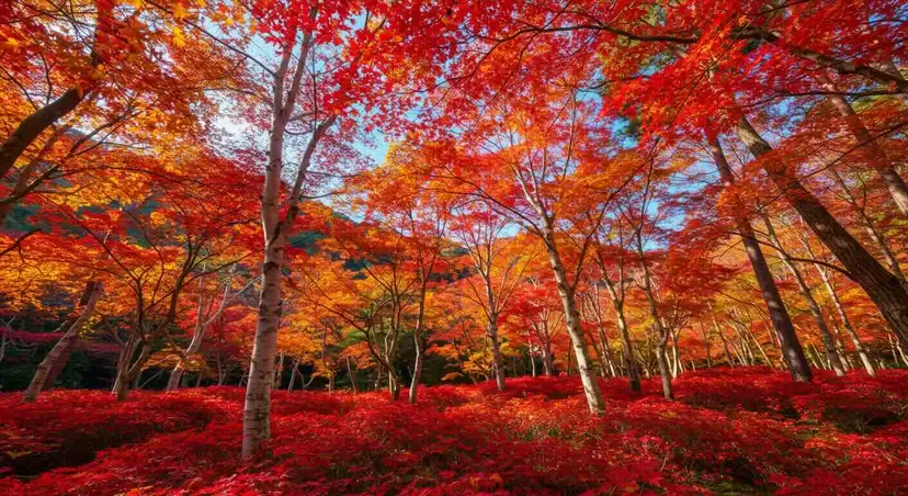 tochigi.webp